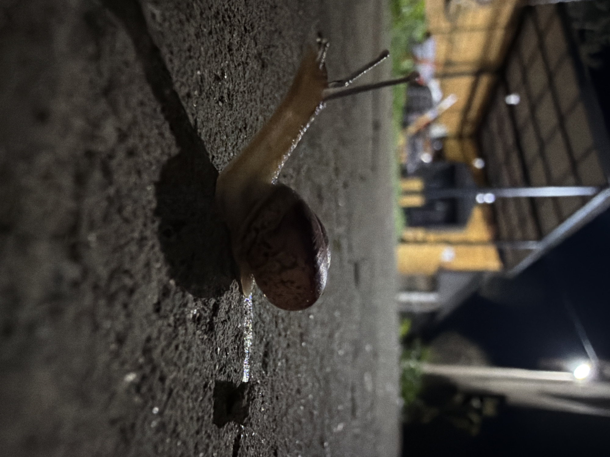 A snail crawls on a concrete surface. The background is blurry and shows a building and a streetlight. The location is Dubovaya, Russia.