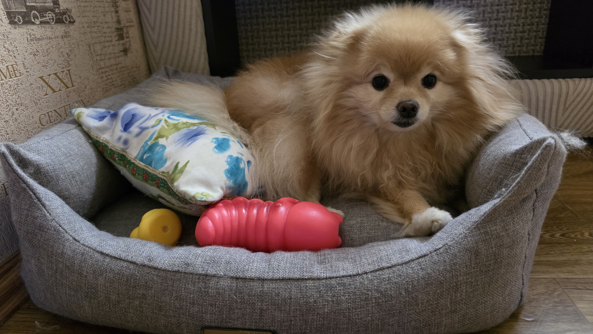 An adult Pomeranian dog with light brown fur is lying in a gray, oval-shaped dog bed. The dog is facing forward, looking directly at the camera with its mouth slightly open. Beside the dog, there is a floral-patterned pillow with blue and white flowers, a small yellow toy, and a red, ribbed dog toy. The dog bed is placed on a wooden floor, and in the background, there is a striped cushion and a wall with a patterned wallpaper featuring text and a drawing of a train. The overall scene appears to be indoors.