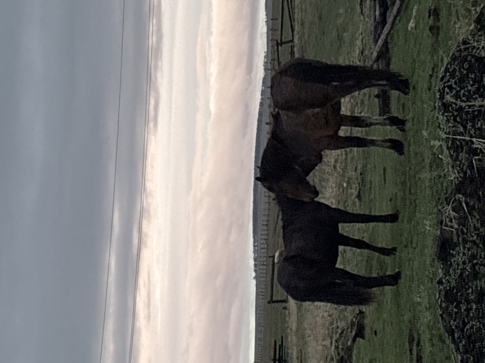 Two horses are standing in a field. A fence is visible in the background. The sky is overcast. The location is Zagatuy, Russia.