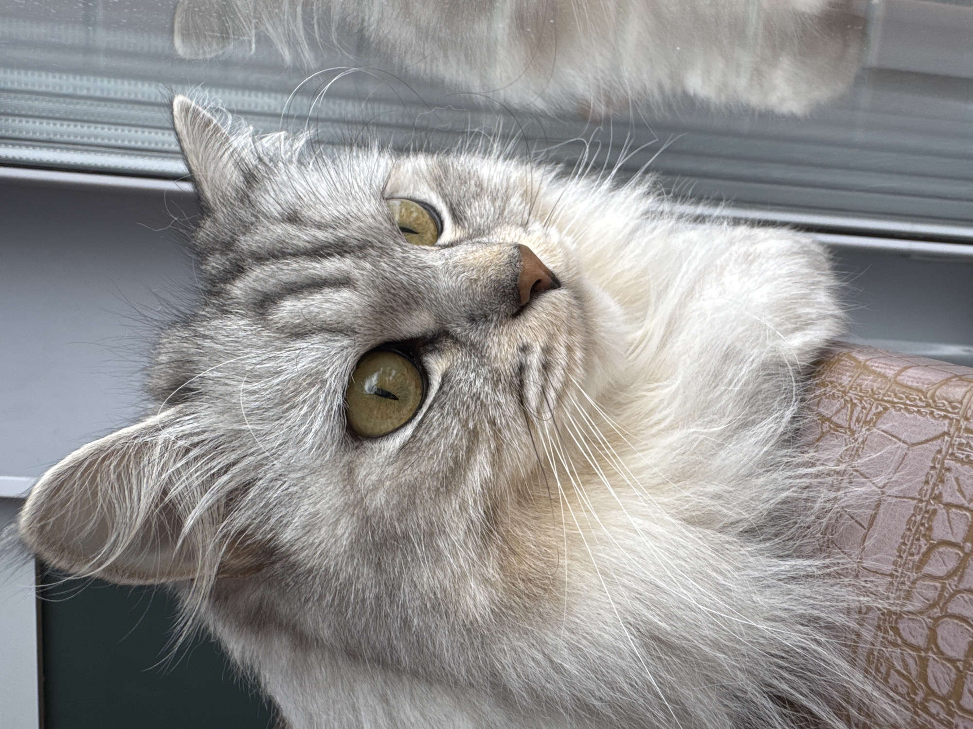 This media file presents a close-up portrait of a domestic long-haired cat, likely taken indoors during the daytime. The cat's head is tilted to its side, and it looks upwards and slightly to its right with a curious or attentive expression.
The cat features silver-grey fur with tabby markings visible on its head and ears, contrasting with a voluminous, lighter-colored ruff around its cheeks and neck. Its eyes are a striking green-gold, displaying vertically elongated pupils that suggest it is observing something in the light or above. Small reflections of a light source are visible in each eye. Its nose is a brownish-pink. Numerous fine hairs and long, white whiskers are sharply in focus, highlighting the intricate detail of its fur.
In the background, a window or a highly reflective surface is visible, showing a blurred reflection of the cat's fur in the upper part of the image. Through the window, horizontal blinds or slats are discernible. To the right of the cat's head, a textured object is present, featuring a light brown or pinkish hue with a distinct embossed pattern resembling crocodile skin, suggesting it might be a cushion, blanket, or furniture upholstery. The overall lighting indicates natural daylight. There is no visible text in the image. The implied setting is an indoor environment in Gornyi (Dvurechenskoe S/P), Russia.