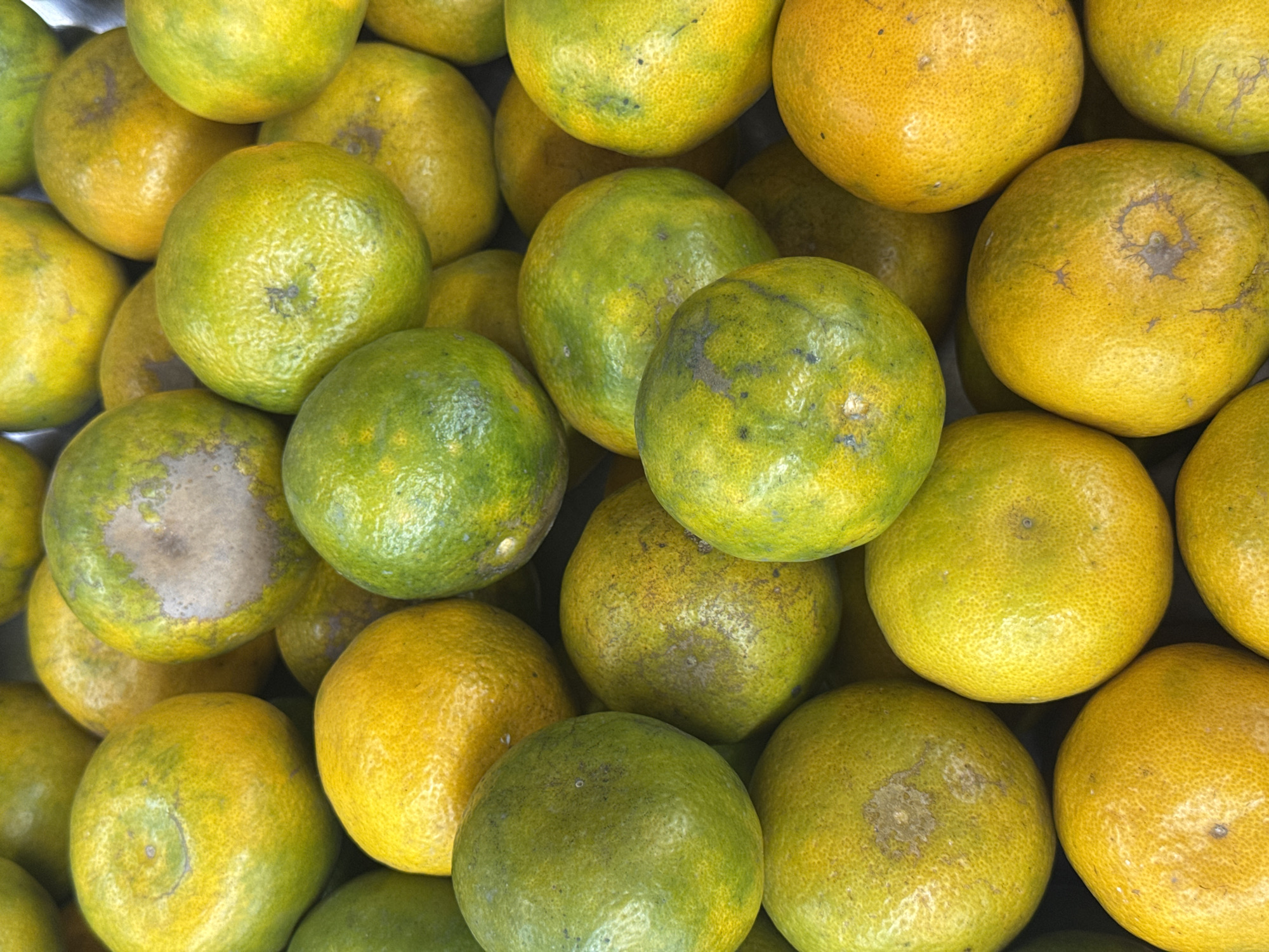 The image is a close-up, overhead shot of a pile of tangerines. The tangerines are a mix of green and yellow, with some showing signs of ripeness. The texture of the tangerines' skin is visible, with small pores and some imperfections. The lighting is natural, creating soft shadows and highlighting the roundness of the fruit. There is no discernible background or environmental context, suggesting the image was taken in a market or fruit stall. The location is identified as Kebumen, Indonesia, but no specific landmarks or urban features are visible within the frame.