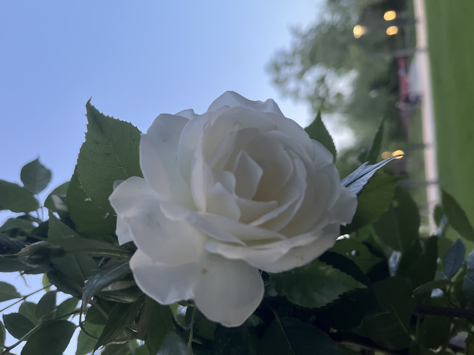 A close-up image shows a white rose in bloom. Green leaves surround the flower. The background reveals a pale blue sky and a blurred landscape with trees and what appears to be a street light. The city and location of Krasnodar, Russia, are not identifiable based solely on this image.