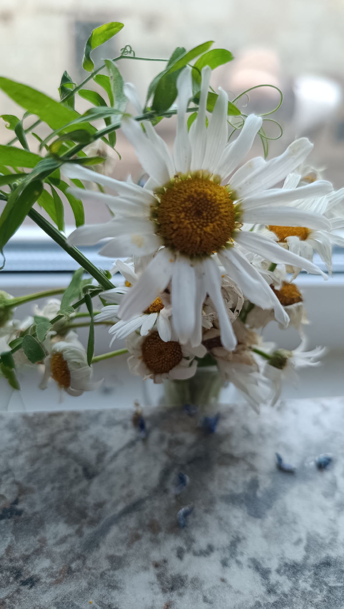 This is a close-up, eye-level, indoor photograph of a bouquet of wilting daisies with green foliage in a small glass vase. The flowers are predominantly white with yellow centers and are arranged in a loose cluster. Some of the petals are drooping and appear dry. The vase is positioned on a speckled gray surface, possibly a countertop or windowsill. The background is blurred, showing what appears to be a window or outdoor scene. There are a few small blue objects scattered on the gray surface in the foreground, which could be dried petals or other small debris. The lighting suggests it is daytime. The image is taken in a domestic setting, on a windowsill, in the city of Karsha, Russia. There are no people present in the image.