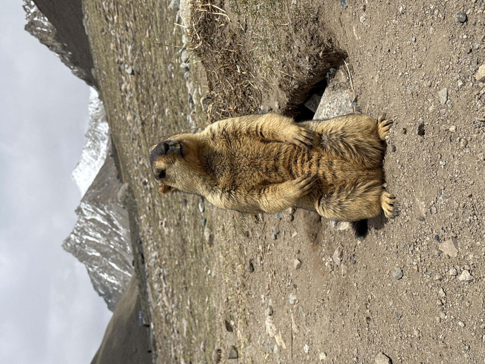 A furry, brown marmot stands upright near its burrow in a mountainous region of China. The ground around the marmot is a mix of dirt and small stones, and some sparse vegetation is visible nearby. Snow-capped mountains loom in the background under a cloudy sky.