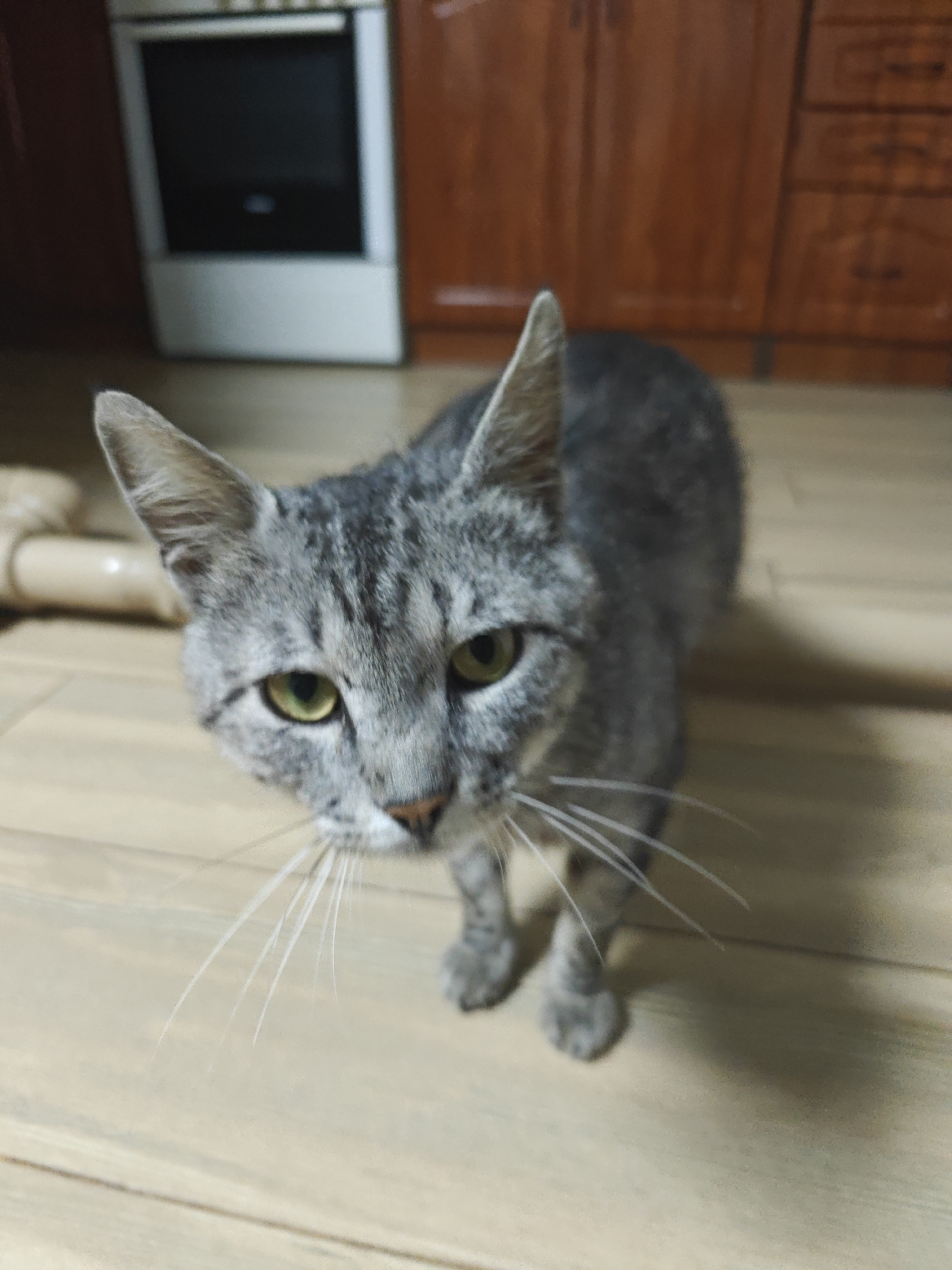 A grey tabby cat stands on a wooden floor in a kitchen. The cat is facing forward, looking directly at the camera with bright green eyes. Its fur is striped with darker grey markings. The background shows a white oven on the left and wooden cabinets on the right. There is also a roll of paper or fabric on the floor to the left of the cat. The lighting suggests it is indoors, likely during the evening or night. The location is identified as Kotelva, Ukraine.