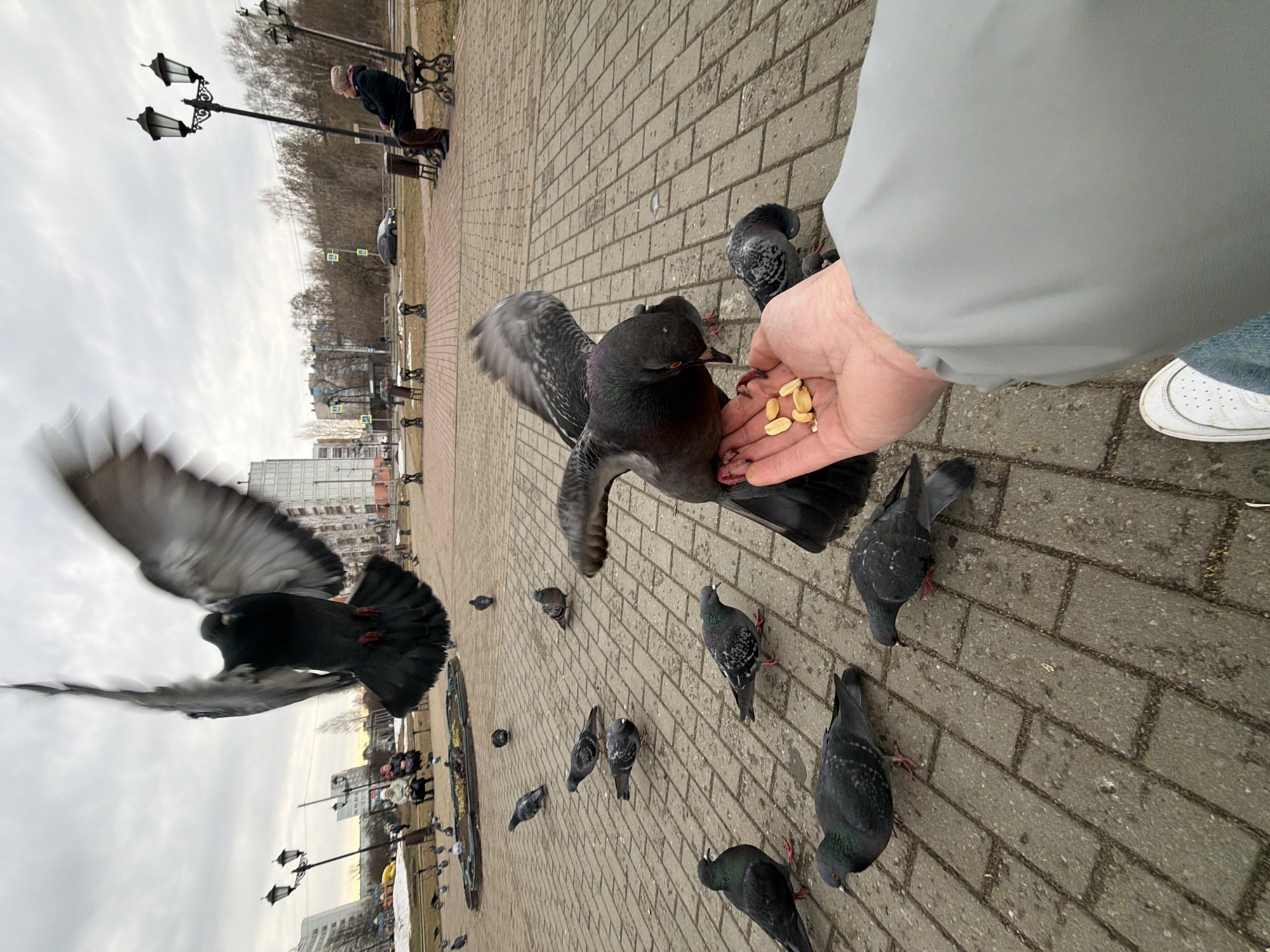 A person's hand holds a cluster of tan-colored shelled peanuts, surrounded by several pigeons on a brick-paved ground. Some pigeons are pecking at the ground, while others are approaching the hand. One pigeon has its wings extended, appearing to be taking flight. In the background, a city scene unfolds with benches, streetlights, and buildings. In the distance, people are sitting on benches. This scene is in the city of Chaikovsky, Russia.