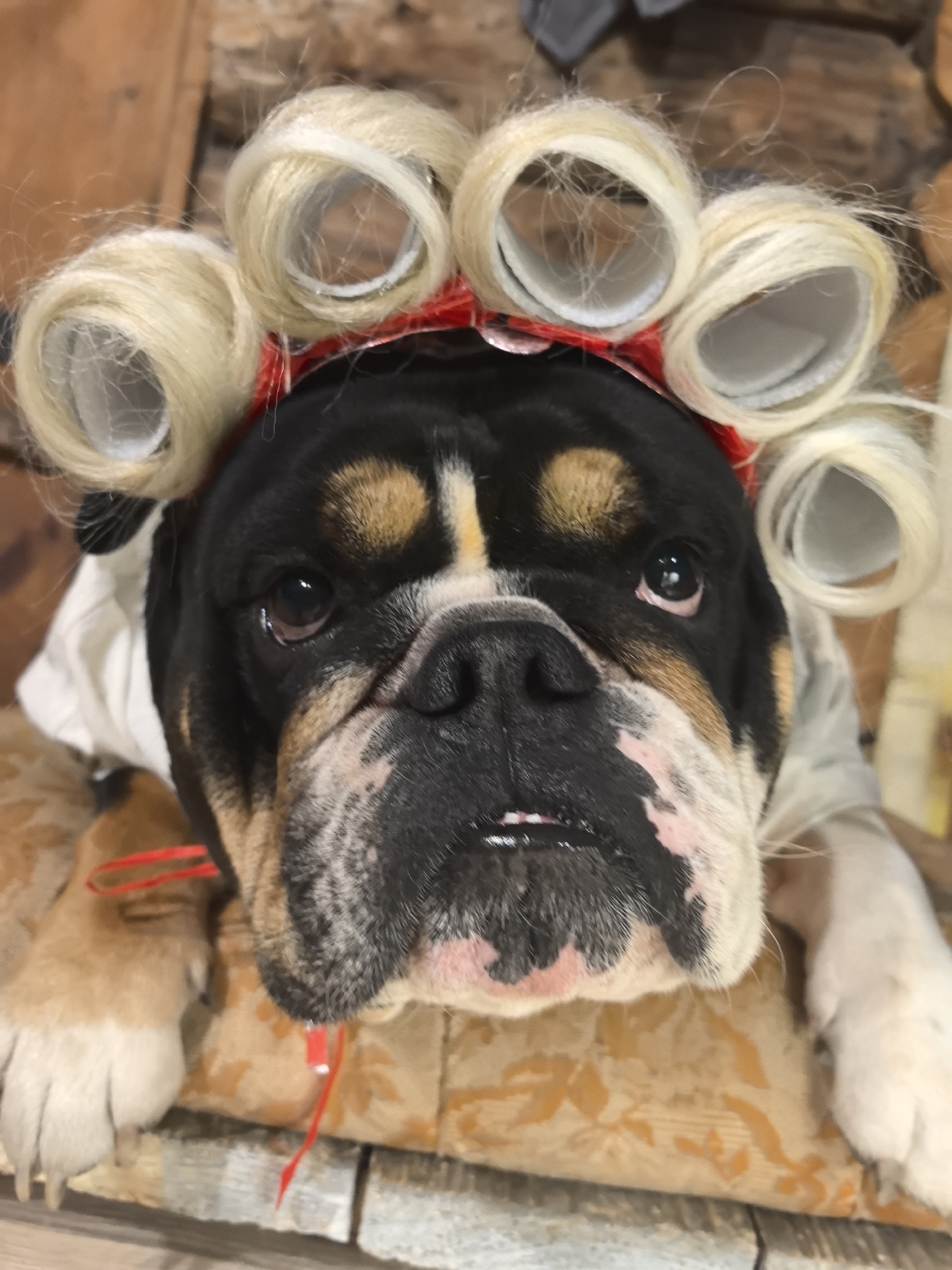 A close-up shot shows a tri-colored bulldog wearing blonde hair rollers held in place by a red headband. The dog's head is centered, with its paws resting on a patterned cushion. A white garment is visible around its neck. The background includes a wooden surface. The location is specified as Noviy, Russia.