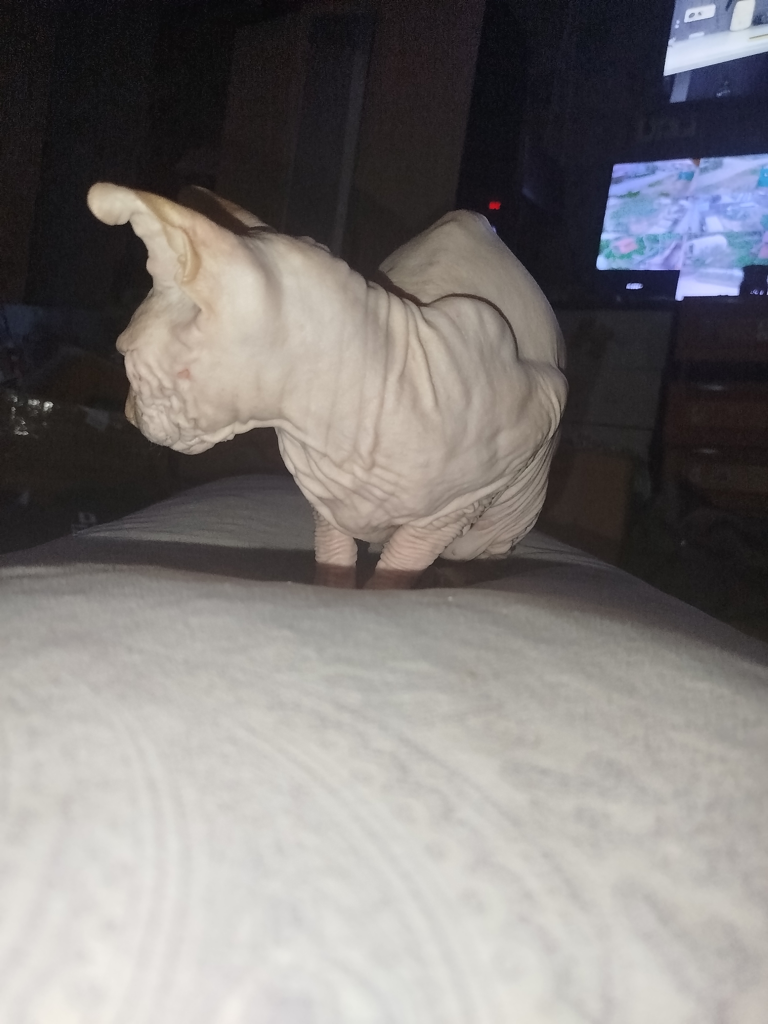 This media file features a close-up, low-angle shot of a Sphynx cat with light-colored, wrinkled skin. The cat is positioned on a soft, light-colored surface, possibly a blanket or bed, with a subtle patterned texture visible. The background is dark and out of focus, with a television screen in the upper right corner displaying an image that appears to be of an outdoor scene with various structures. The lighting in the scene is dim, suggesting it might be nighttime or an indoor setting with low illumination. The focus is primarily on the cat, highlighting its unique physical characteristics. There are no visible people, and no discernible text. The setting appears to be a domestic indoor environment.