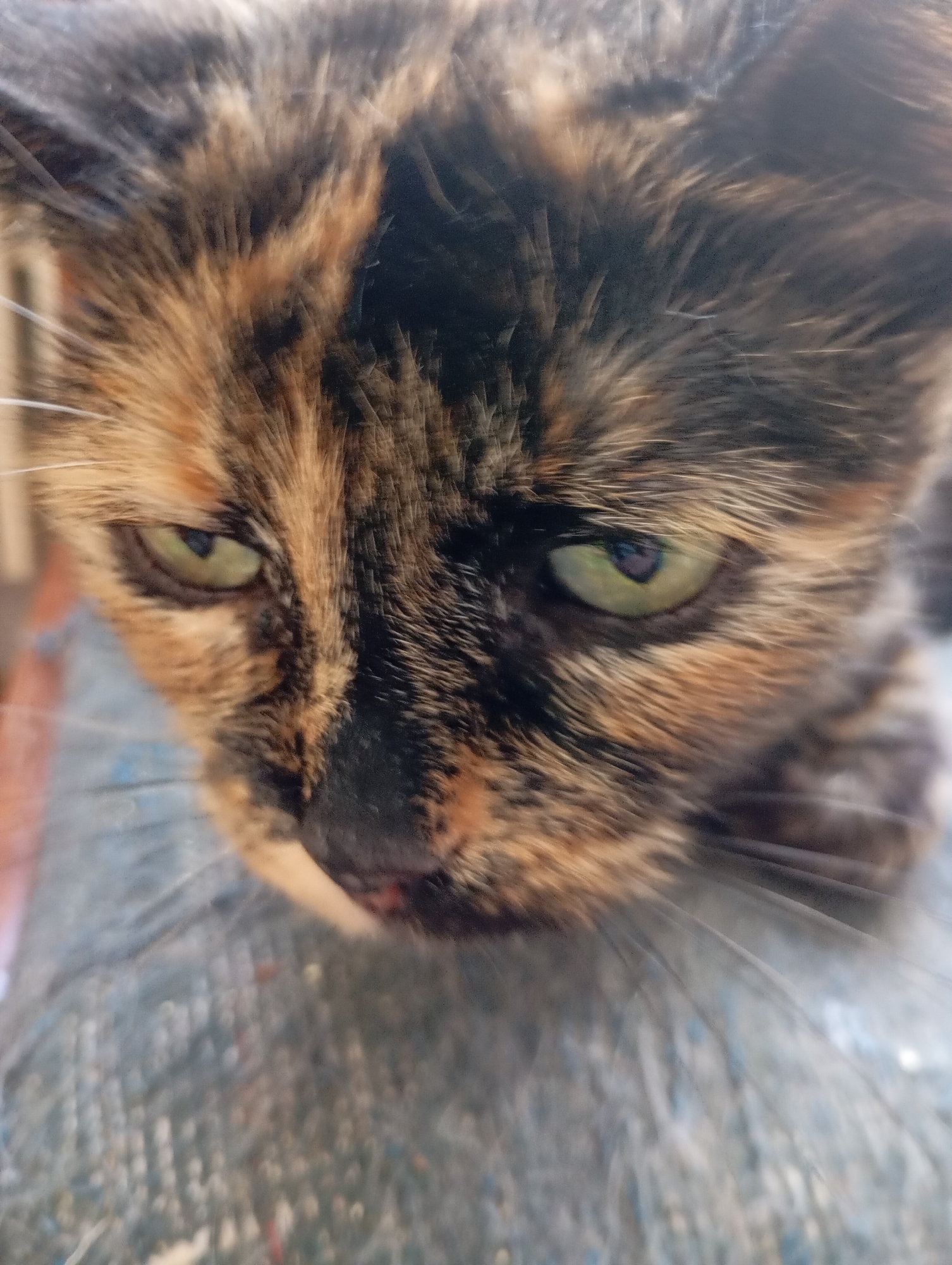 The image is a close-up, low-angle shot of a tortoiseshell cat's face. The cat is looking downwards and slightly to the left. Its fur is a mix of black, brown, and orange patches. The cat's eyes are a striking green with a darker pupil. Its whiskers are visible, extending outwards. The background is softly blurred, showing a textured surface that appears to be upholstery, possibly a chair or sofa, in muted blue and gray tones. There are hints of a lighter, out-of-focus area in the upper left, suggesting a window or wall. The lighting is natural and appears to be coming from the left. There is no identifiable location in Kharkiv, Ukraine.