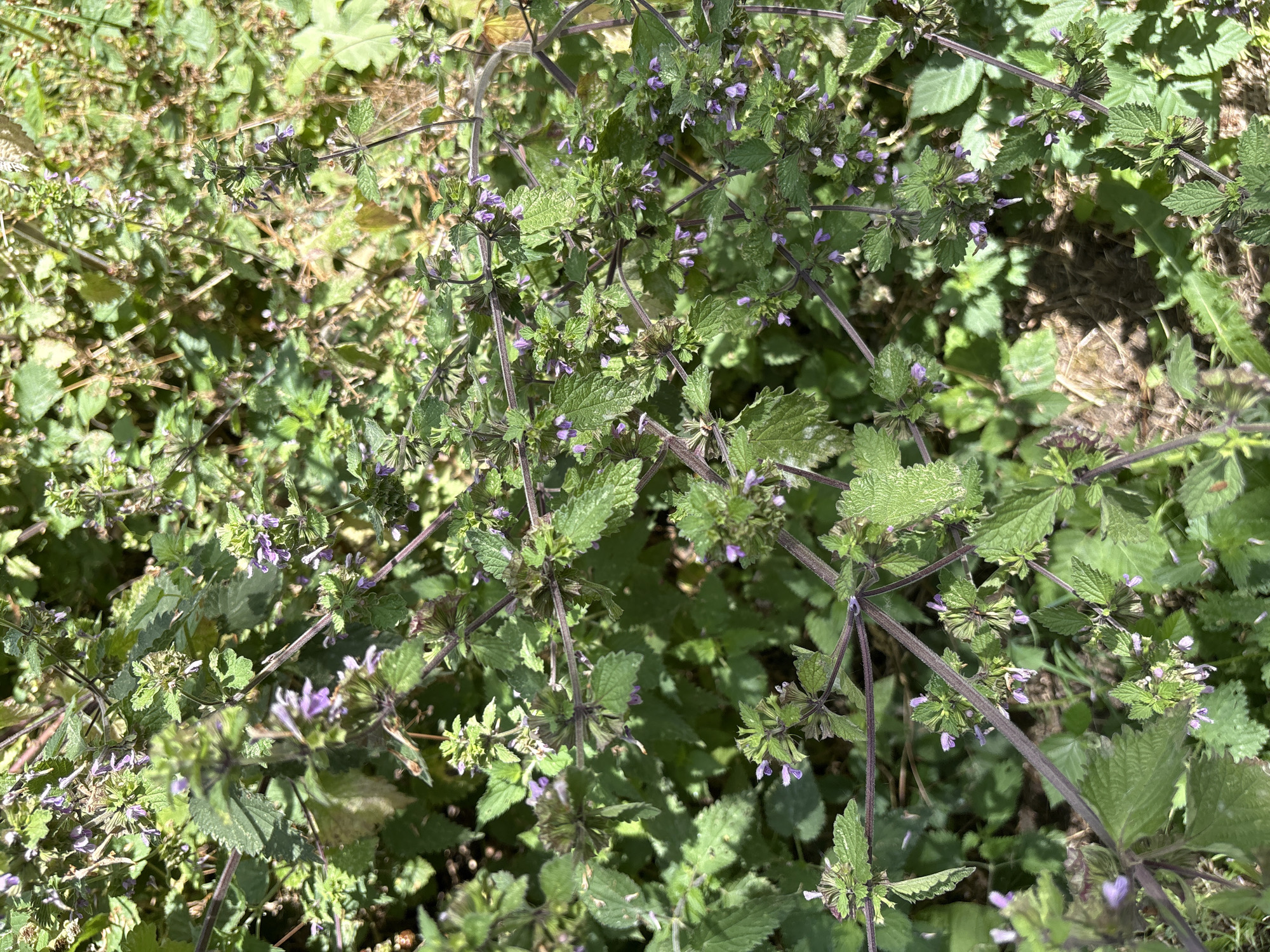 This media file is a close-up, overhead shot of a patch of plants with small purple flowers and green leaves. The plants appear to be growing wild, with some dried grass and dirt visible in the background. The lighting suggests it is daytime, with sunlight casting shadows on the foliage. There are no people or animals visible, and no text is present. The image focuses on the intricate details of the plants, including the delicate structure of the flowers and the textured surfaces of the leaves. The overall impression is one of natural growth and abundance in an outdoor setting.