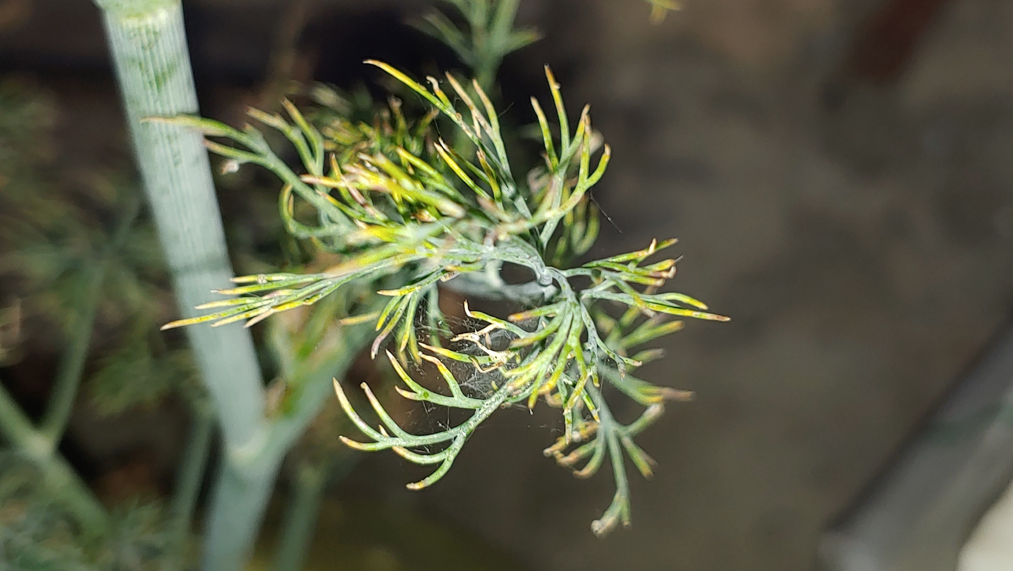 A close-up, slightly blurred image shows the feathery green leaves of a plant, likely dill, with hints of yellowing at the tips. Fine strands of spiderweb are visible among the leaves. A wider, out-of-focus green stem runs horizontally across the upper part of the frame. The background is a dark, textured surface, possibly a wall or soil. The image does not contain any recognizable landmarks or context to place it in Mukachevo, Ukraine, or any other specific urban location.