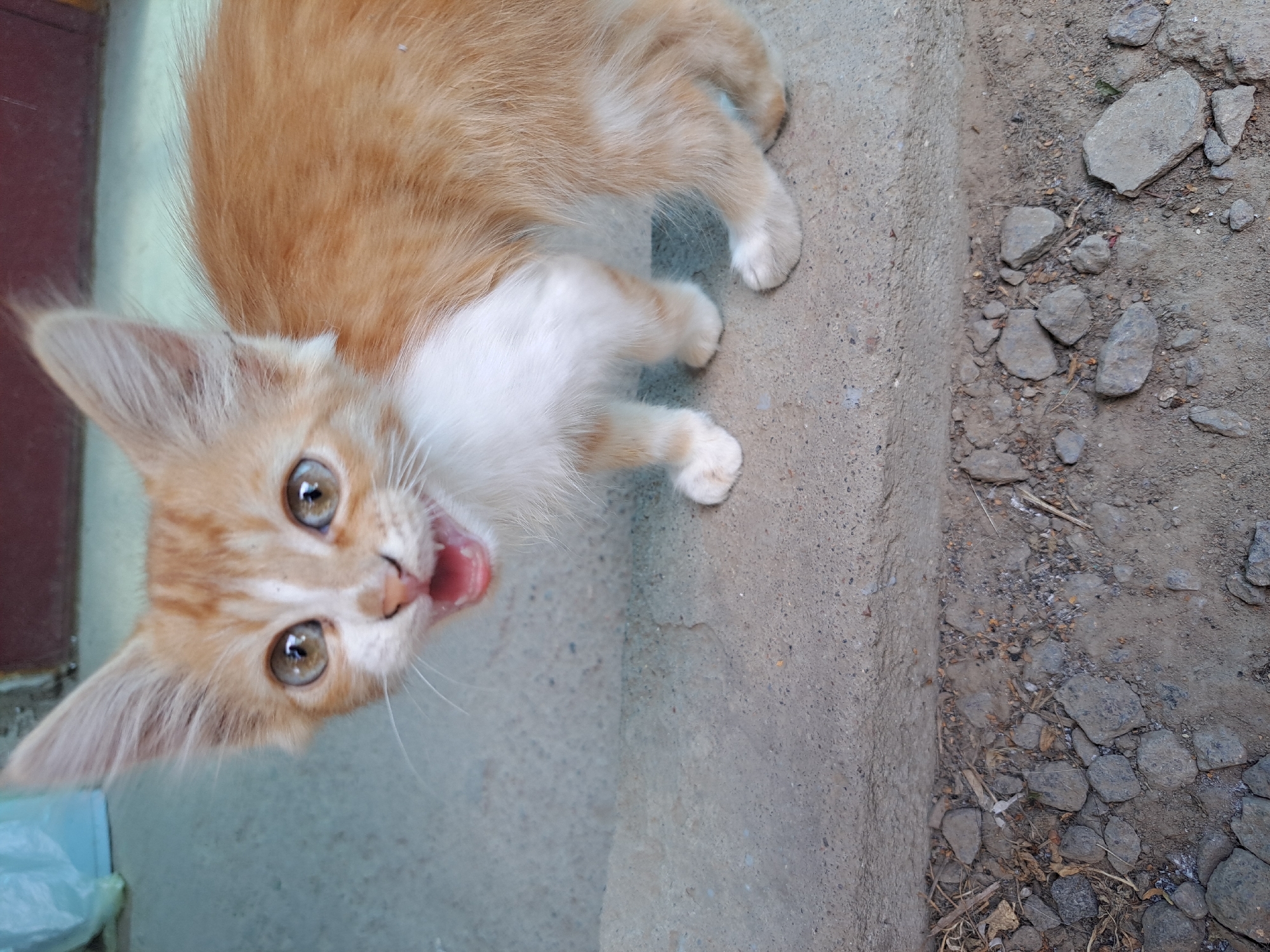 A ginger and white kitten is looking directly at the camera with its mouth open, as if meowing or yawning. The kitten has large, expressive eyes with yellow-green irises. Its ears are pointed upwards. The kitten is standing on a concrete step, and below the step, the ground is covered with small rocks, dirt, and dried leaves. In the background, out of focus, is a pale blue plastic bag and a reddish-brown surface, possibly a wall or door. The scene appears to be outdoors, possibly on the exterior steps of a building in Vypasne, Ukraine.
