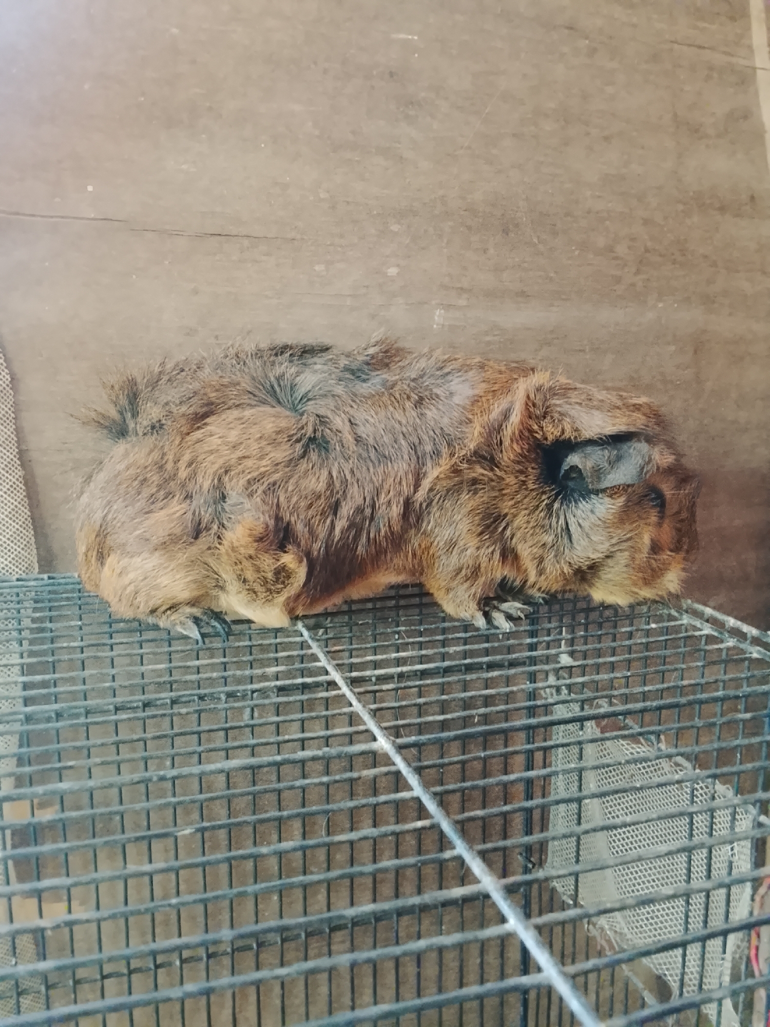 A brown and black guinea pig is lying on top of a metal cage. The cage has a grid pattern. The background is a wooden surface. The scene appears to be indoors.