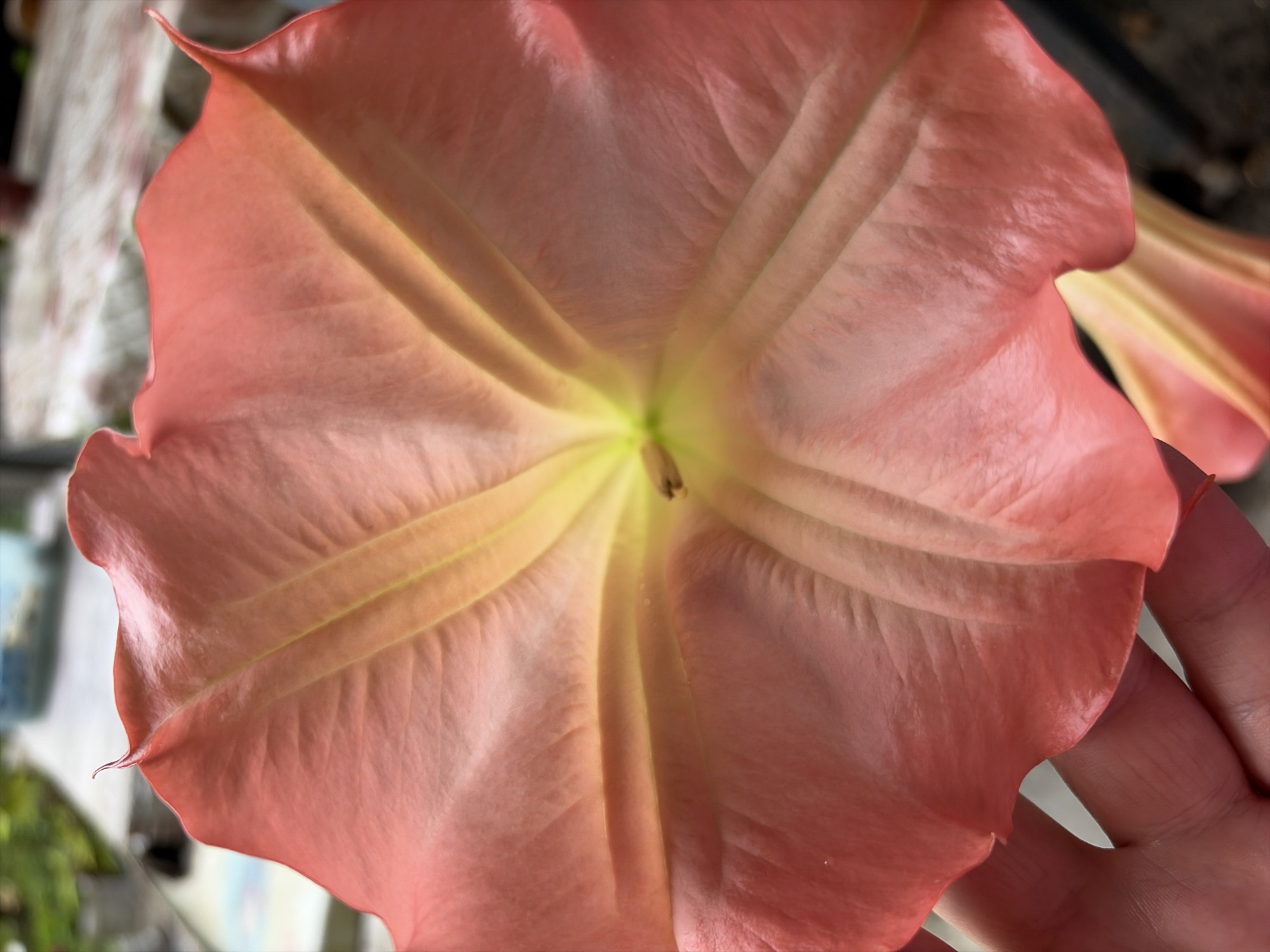 A close-up, overhead view shows a vibrant pink trumpet-shaped flower with a gradient of yellow toward the center. The flower's petals are large and translucent, revealing a network of delicate veins. A hand gently holds the edge of the flower, its fingers visible at the bottom left of the frame. The background is blurred, with hints of greenery and what appears to be a paved walkway, suggesting an outdoor setting in Sveti Vlas, Bulgaria. A second, partially visible flower of the same variety is visible at the bottom right.