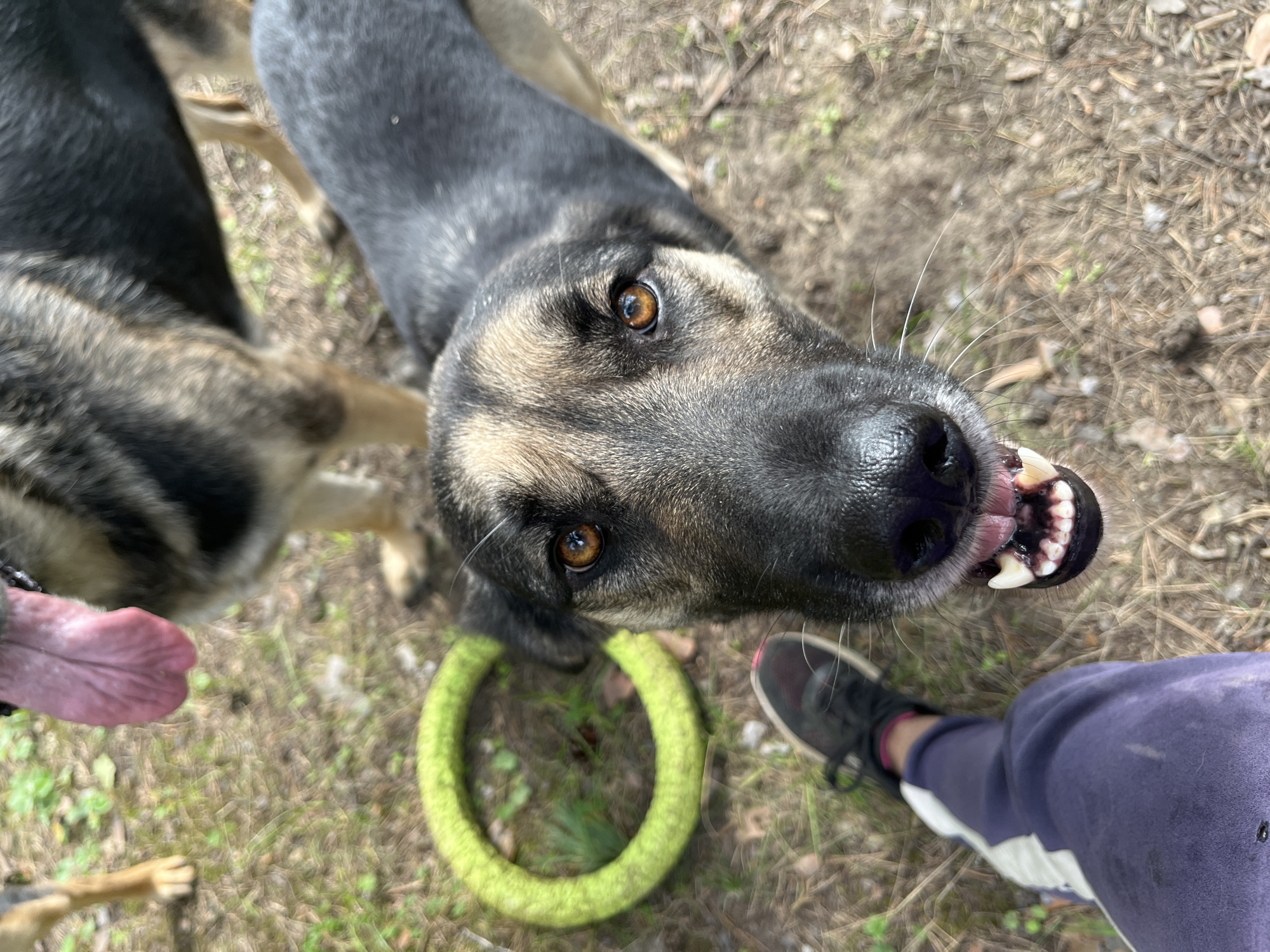 A close-up, high-angle shot shows the face of a German Shepherd dog looking directly at the camera. The dog has tan and black fur, with bright amber eyes. Its mouth is open, revealing its teeth and tongue, and its whiskers are visible against its dark muzzle. To the left of the dog's head, a green, ring-shaped toy lies on the ground. In the bottom left corner of the image, a person's leg wearing dark purple sweatpants and a black sneaker is visible. The ground is covered with dry leaves and grass. In the background, the legs and torso of another dog, also appearing to be a German Shepherd, are visible. The overall scene suggests an outdoor setting, possibly a park or a yard, in the city of Nizhny Tagil, Russia.
