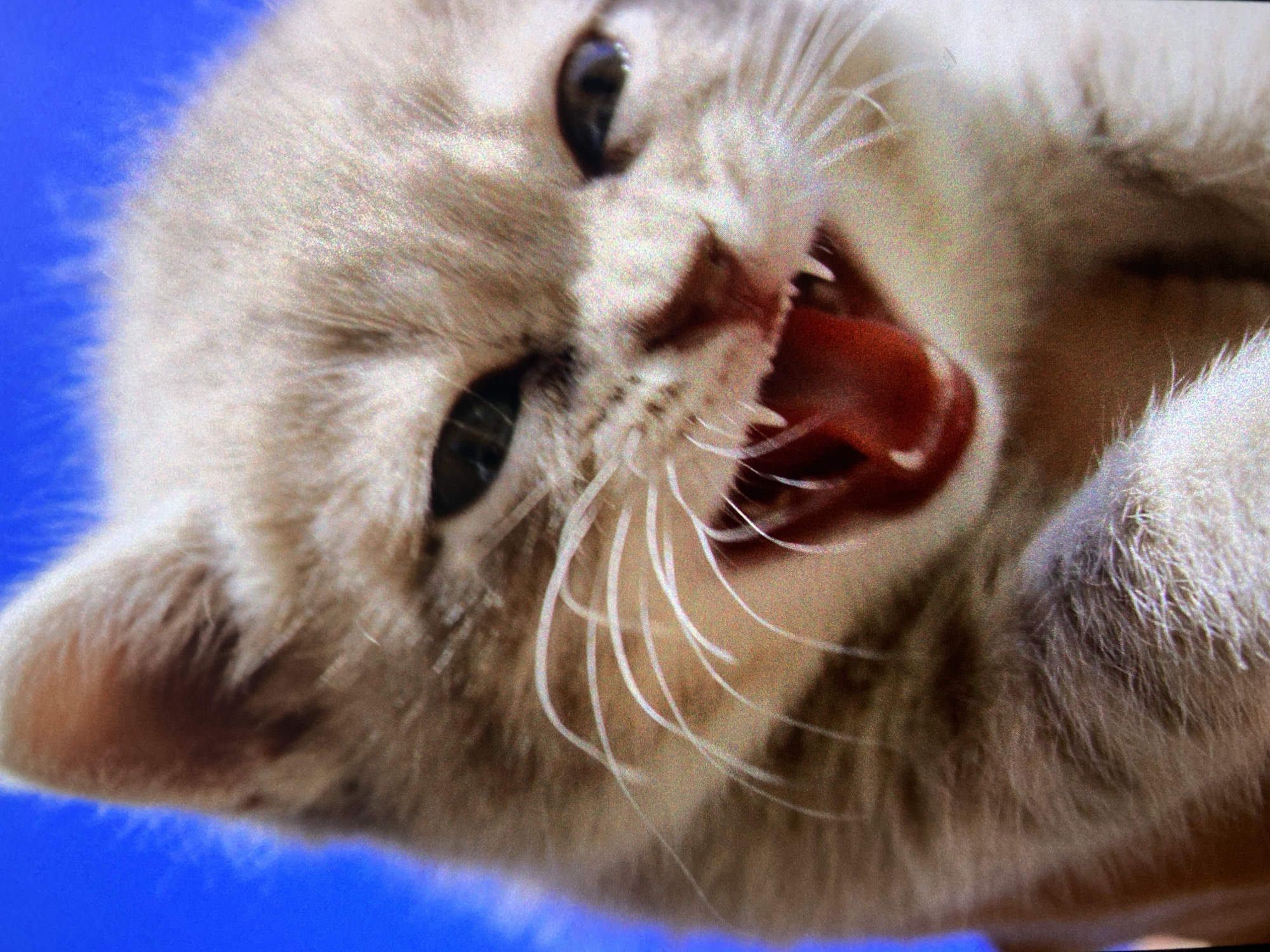 A close-up image shows a light-furred kitten with its mouth open, revealing its teeth and tongue. The kitten's eyes are visible, and its whiskers are prominent. The background is a solid blue color. The location and context relating to the city of Saint Petersburg, Russia, are not apparent from the image.