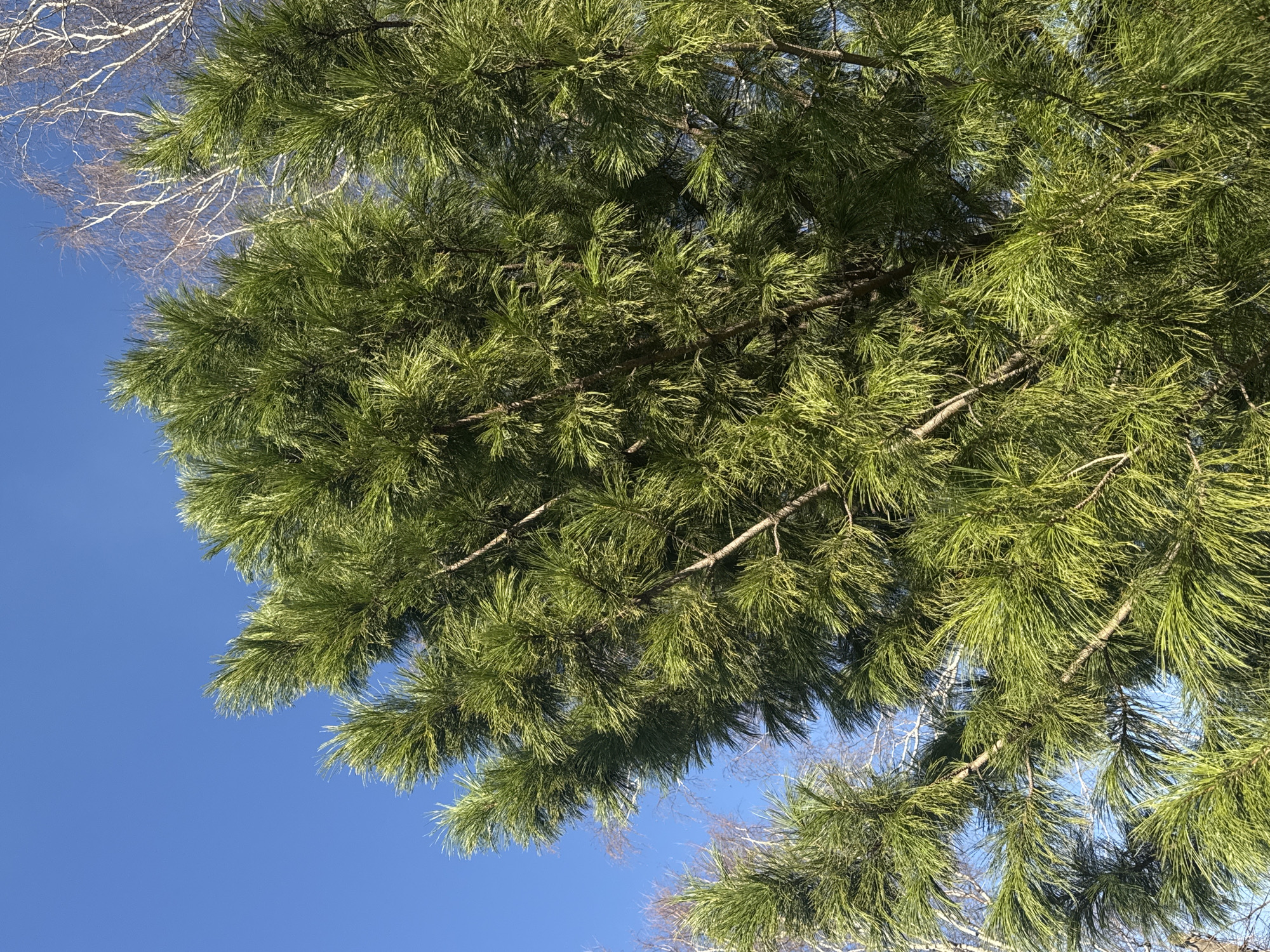 The image captures an upward view into the canopy of trees against a clear, vibrant blue sky. The primary subject is a dense mass of deep green pine needles and branches, filling a significant portion of the frame from the top and bottom. Sunlight illuminates the pine needles, creating varying shades of green, from darker tones in the shadows to brighter, almost yellowish-green highlights where direct light hits.
Interspersed with the pine foliage, particularly in the upper left and lower right sections of the image, are the stark, slender, bare white branches of a deciduous tree. These branches are devoid of leaves, suggesting either late autumn, winter, or early spring. The white bark and intricate branching pattern are clearly visible against the blue sky, hinting at a birch tree, common in regions like Krasnoyarsk.
The scene depicts a peaceful natural environment. The time of day appears to be daytime under clear weather conditions, given the bright, unclouded blue sky and the crisp lighting on the trees. There is no visible activity or human presence, and no text is discernible in the image. The composition emphasizes the contrast between the evergreen vitality of the pine and the skeletal elegance of the bare deciduous tree against the expansive sky.