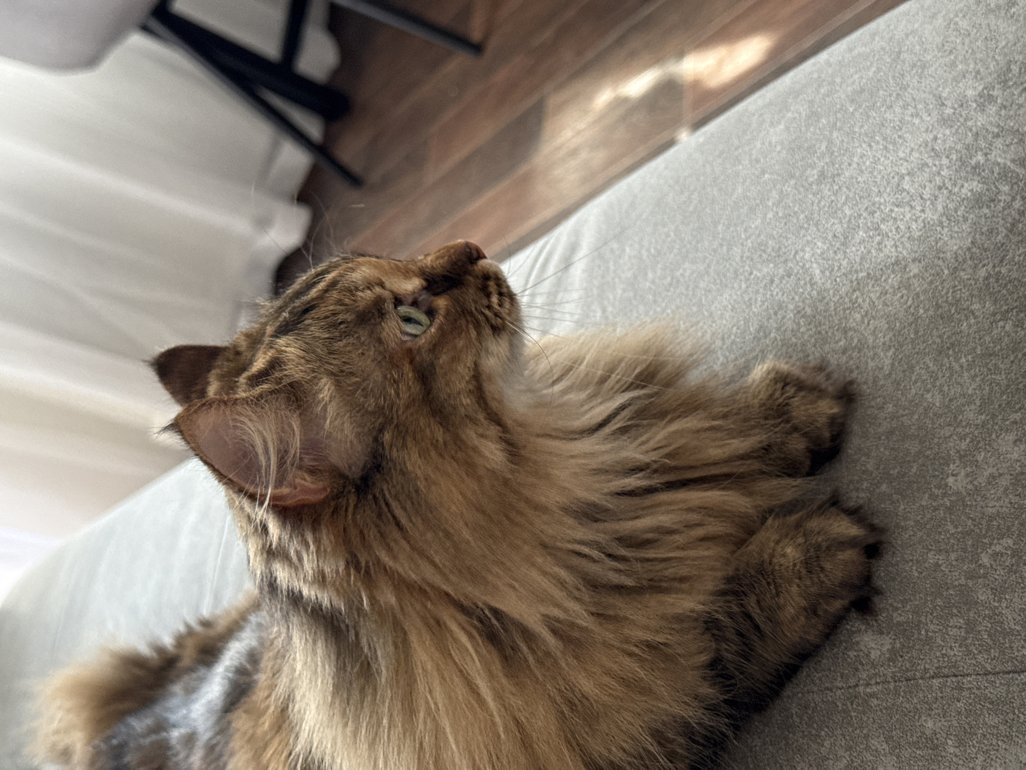 A close-up, high-angle shot depicts a brown and tan tabby cat resting on a gray sofa or cushion. The cat is facing upwards, with its head tilted back, revealing its green eyes and prominent whiskers. The cat's fur is long and fluffy. The background includes a wooden floor, a portion of a white curtain, and a chair with black legs. The location is not possible to be determined from this image.