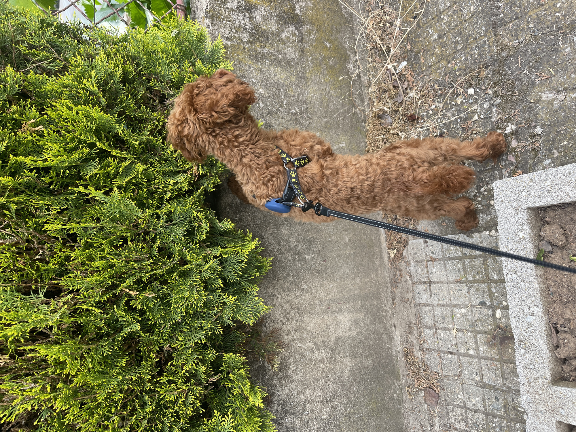 A reddish-brown poodle lies on a concrete sidewalk in an outdoor setting. It is facing and partially situated within a dense green shrub. The dog is wearing a black harness with yellow paw print designs and a blue attachment. It is attached to a black leash that extends towards the lower right corner of the image. To the right of the sidewalk are dried plant materials and a stone border. The location is potentially a street in Sofia, Bulgaria, but there is no definitive location information in the image.
