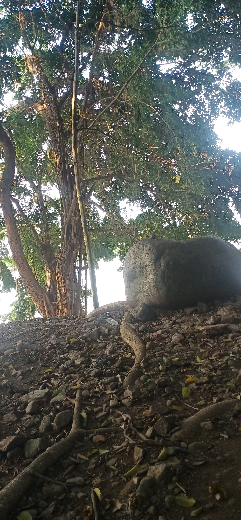 The image captures a ground-level view of a large tree with exposed roots, situated on a rocky, leaf-strewn slope. A substantial boulder rests on the slope to the right of the tree. The tree's canopy, dense with green leaves and hanging aerial roots, dominates the upper portion of the frame, with sunlight filtering through. The scene appears to be an outdoor natural environment, possibly in a park or a wooded area within the city of Bawang, Indonesia, given the reference context. There are no people or animals visible in the image. The overall lighting suggests it is daytime.