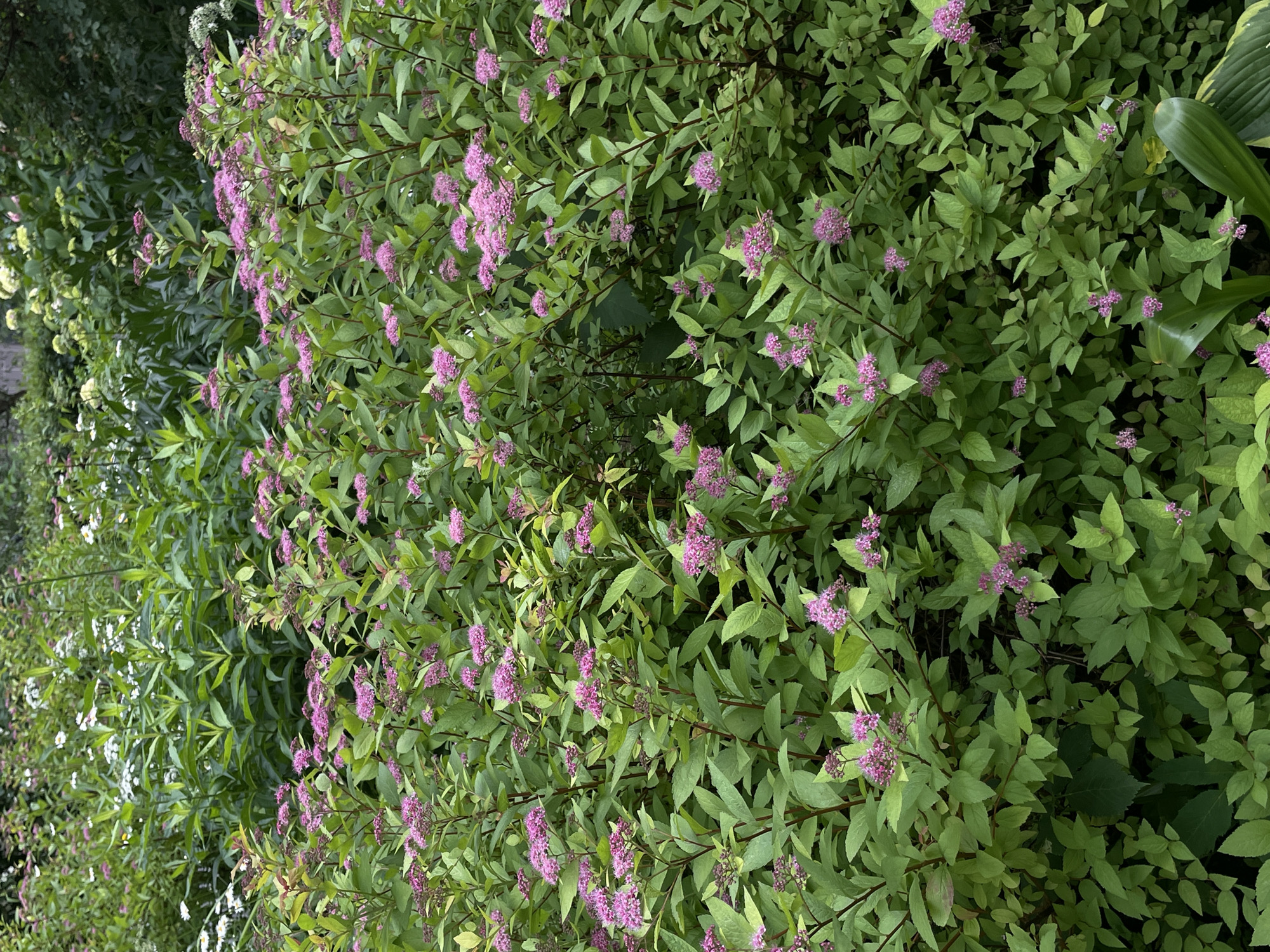 The image shows a dense cluster of lush green foliage with clusters of small pink flowers blooming. The plants appear to be a type of spirea, possibly a Spiraea japonica. The background is filled with more greenery, suggesting a garden or park setting. There are no people or animals visible in the image. The lighting is soft and diffused, indicating it might be overcast or late in the day. The overall impression is one of abundant natural growth. The location is identified as Moscow, Russia.