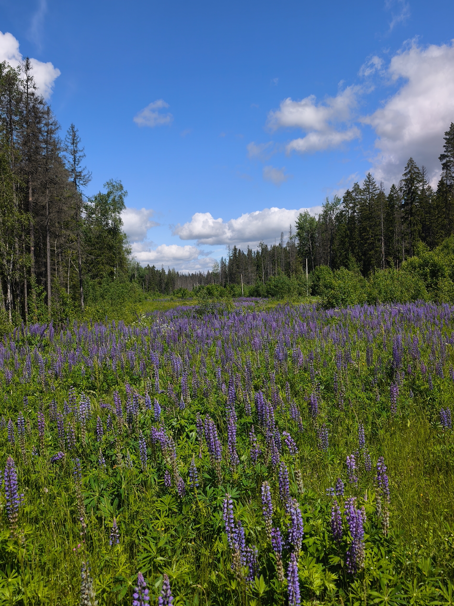 In a vast, open field in an unknown location in Russia, countless stalks of purple lupine flowers carpet the landscape, reaching towards a bright blue sky dotted with fluffy white clouds. The field is bordered by a dense forest of tall, dark green pine trees, with some sparser, dead trees mixed in on the left side of the image. The sunlight casts a warm glow on the scene, highlighting the vibrant colors of nature. The image captures a serene and natural environment, evoking a sense of peace and tranquility.
