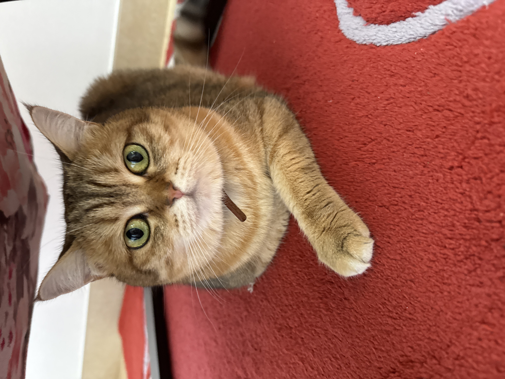 A close-up, eye-level shot shows a brown tabby cat with striking green eyes lying on a textured red surface, possibly a pet bed or mat. The cat is partially obscured by an overhead surface, creating a shaded area around its head. Its fur is a mix of brown and tan with distinct tabby markings on its forehead and cheeks. The cat is looking directly at the camera with a relaxed posture, its front left paw extended forward. A thin, brown collar is visible around its neck. The background is blurred, but appears to be indoors with hints of red and white patterned fabric. The image is crisp and well-lit, focusing on the cat's face and upper body. There are no indications of a specific location in Partenit, Ukraine.