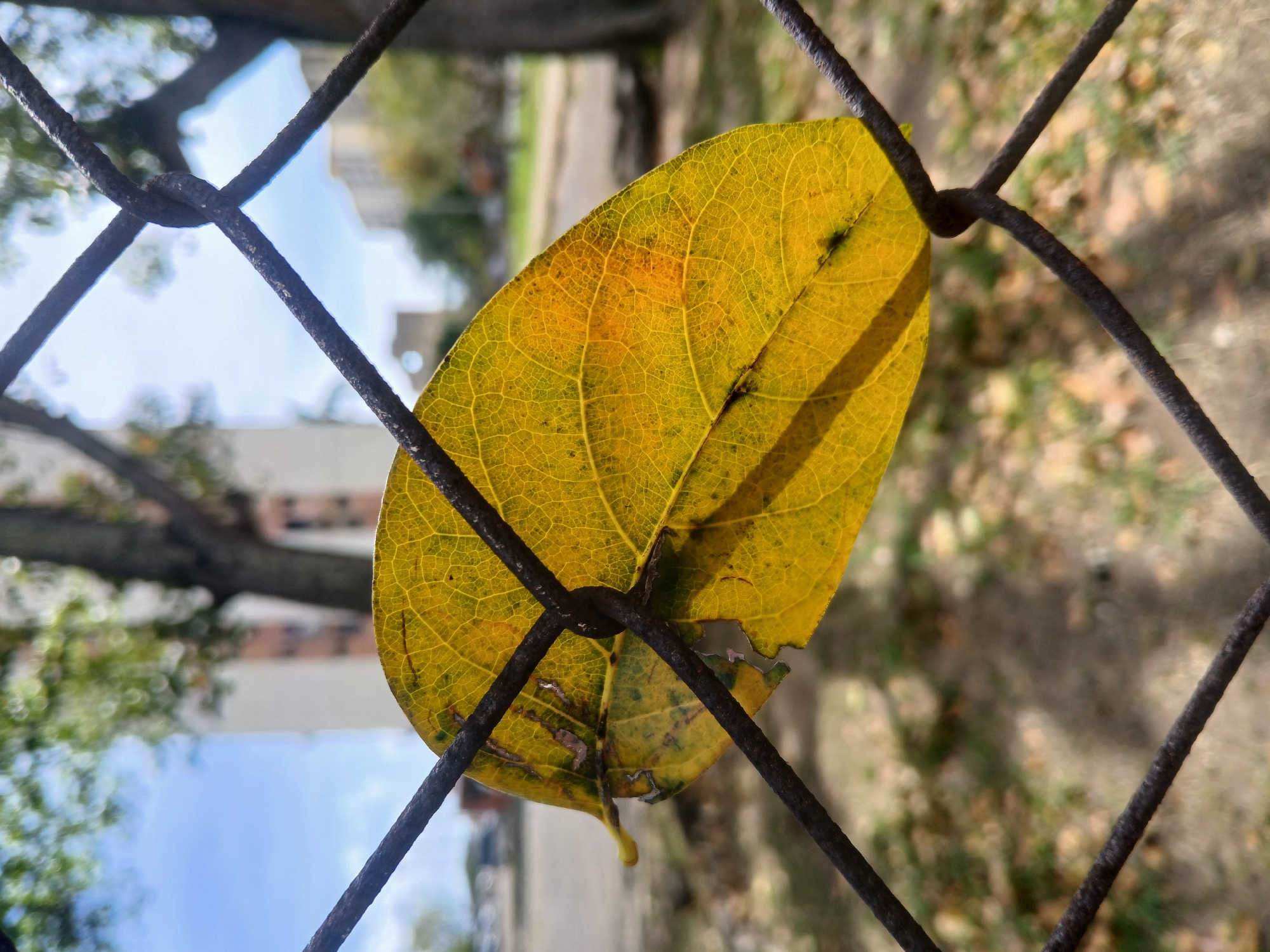 A close-up shot shows a yellow leaf stuck in a rusty wire fence. The leaf exhibits detailed venation and slight damage. The background reveals a blurry urban environment, including buildings, trees, a patch of blue sky, and possibly a sidewalk or street covered with fallen leaves. The location appears to be Ciudad Guayana, Venezuela.
