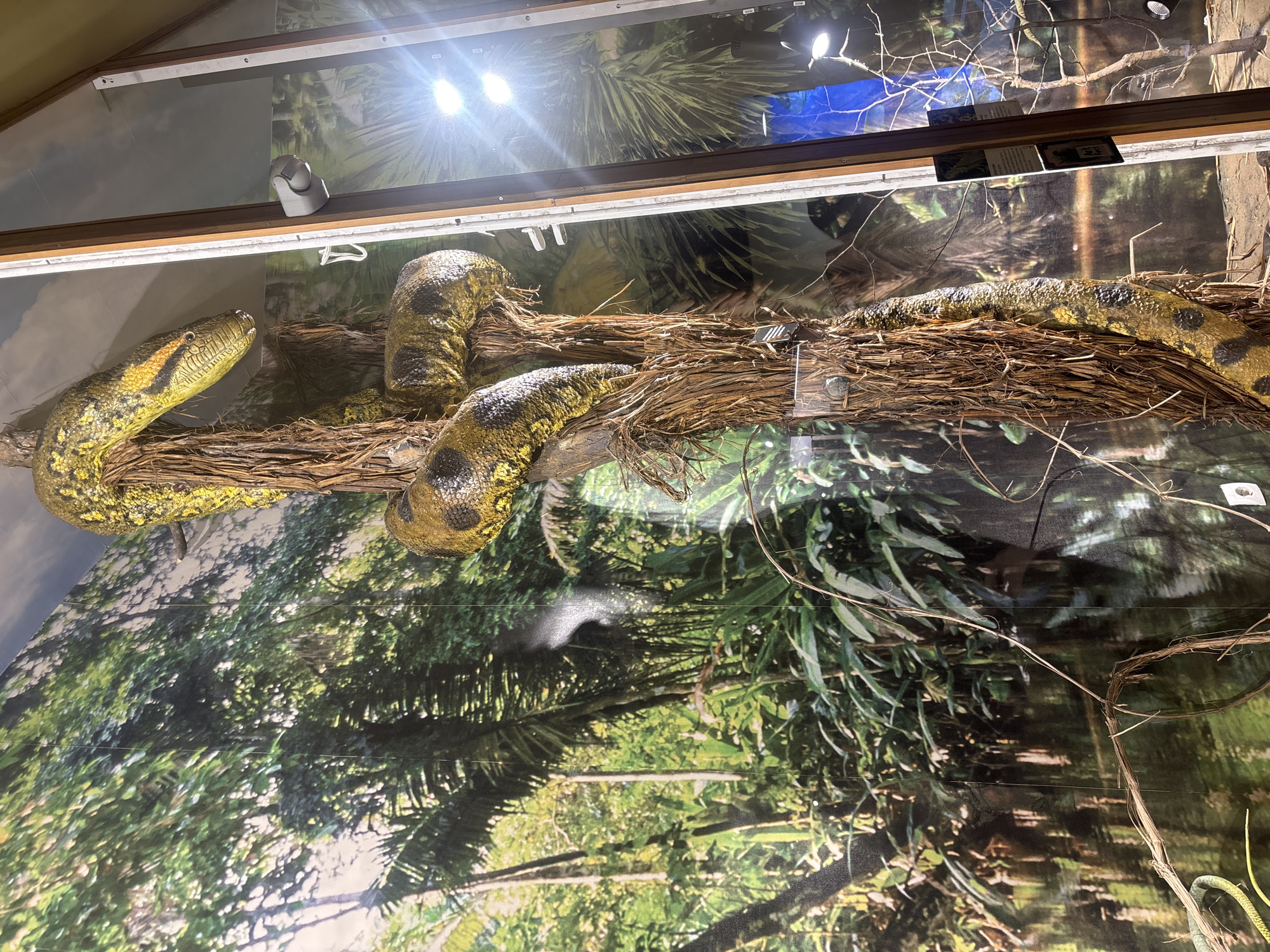 This image shows a large, stuffed anaconda snake displayed in a museum exhibit. The anaconda is resting on a bed of dried branches against a backdrop of a tropical rainforest image. The display is enclosed in a glass case illuminated by overhead lighting. The case appears to be located indoors, likely within a natural history or zoological museum setting. It's in Plovdiv, Bulgaria.