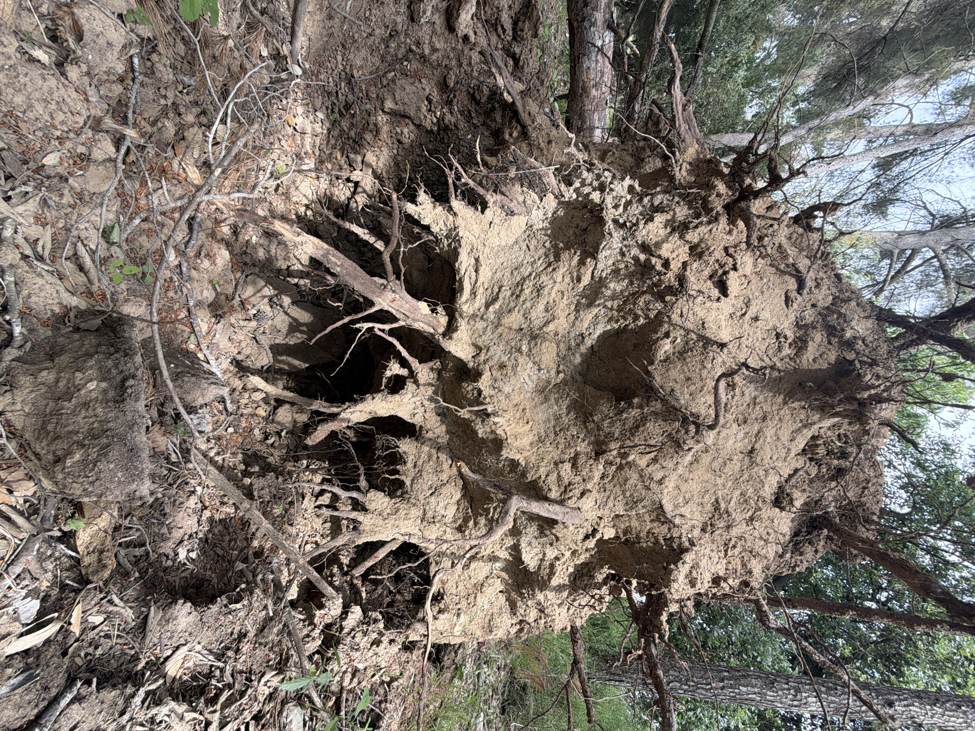 The image displays the massive root ball of a recently uprooted tree in a wooded environment. The primary subject is the large, roughly circular clump of earth and roots, torn from the ground, which dominates the foreground and center. This root system is covered in light brown, sandy soil, with numerous thick and thin roots visibly entwined within it and extending outwards.
In the background, other tree trunks and branches, some with green foliage, are visible, suggesting a forest or dense woodland. The sky can be seen through the tree canopy in the upper portion of the image, indicating daytime. Smaller branches, leaves, and ground debris are scattered around the base of the exposed roots.
The scene captures the aftermath of a natural event, such as a storm or erosion, that caused the tree to fall. There are no people, animals, or man-made objects visible, and no discernible text. The bright daylight creates clear shadows, emphasizing the texture and depth of the exposed root system. The location context for this scene is Sant Martí Sarroca, Spain. (Note: The provided image is rotated 90 degrees clockwise from its natural orientation, showing the root ball as if standing upright).