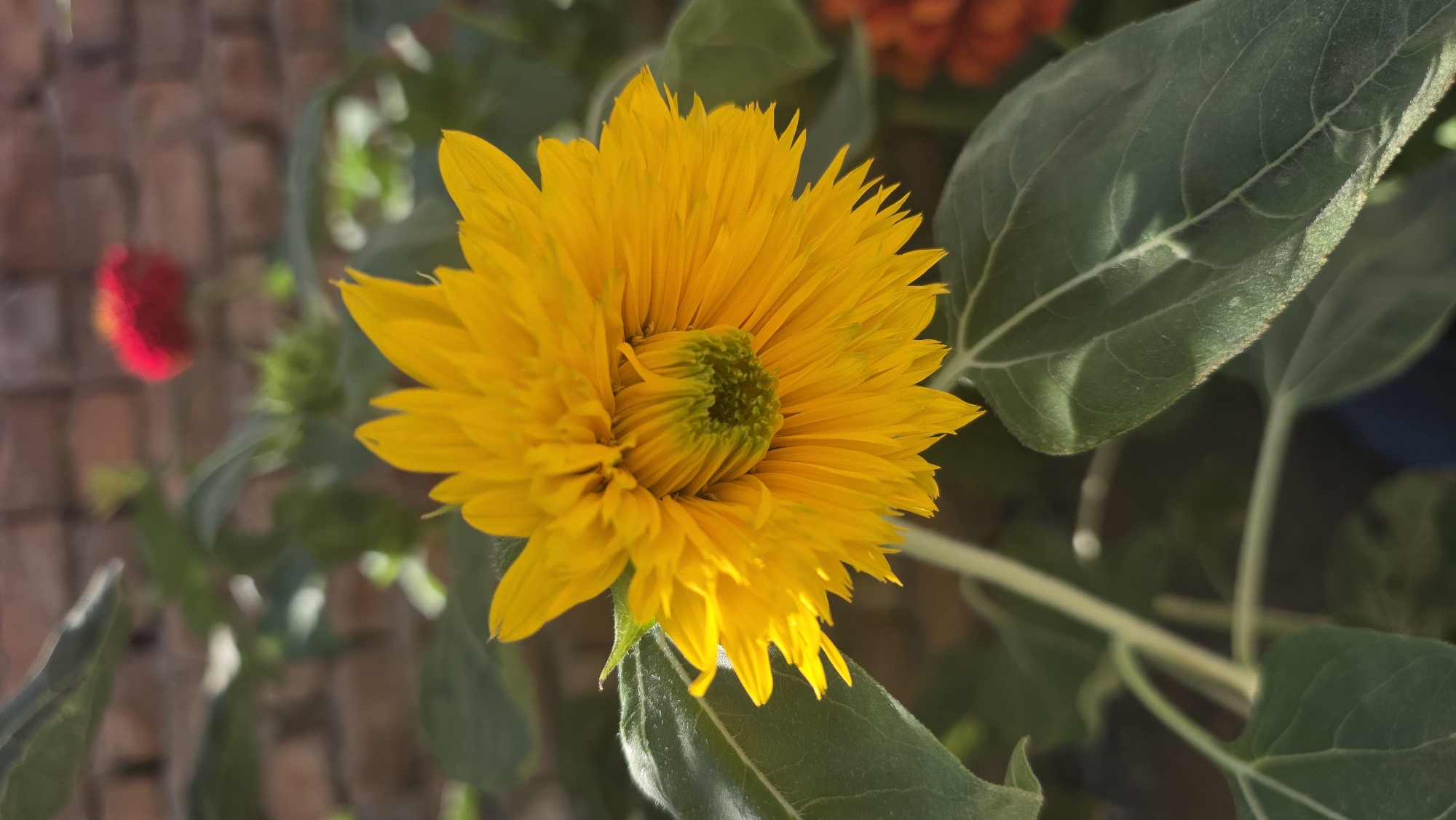 A bright yellow, double-petaled sunflower is in full bloom, its center a vivid green. The sunflower is positioned in the foreground, slightly off-center to the right, with its petals fanning outwards. Behind the sunflower, large green leaves with prominent veins are visible. In the background, a blurred red flower is seen to the upper left, and another blurred orange flower is visible to the lower right. A brick wall, also blurred, forms the backdrop. The image appears to be taken outdoors, possibly in a garden or yard, in the city of Tokmok, Kyrgyzstan. The lighting suggests it is daytime, with sunlight casting shadows on the leaves. There are no people or animals present in the image.