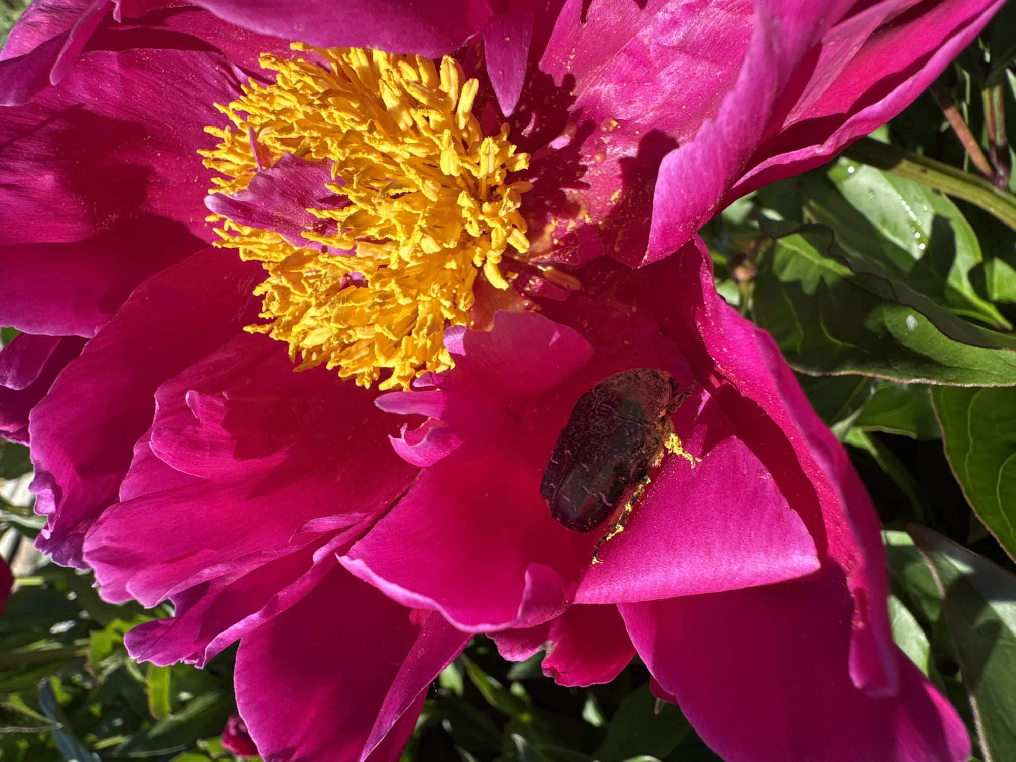 A close-up, eye-level, full shot shows a dark, metallic beetle with yellow pollen clinging to its back resting on the vibrant pink petals of a peony flower. The flower's bright yellow stamens are in sharp focus in the upper right quadrant of the image. The background consists of out-of-focus green foliage. The scene appears to be in a garden in Chaikovsky, Russia, captured on a sunny day.