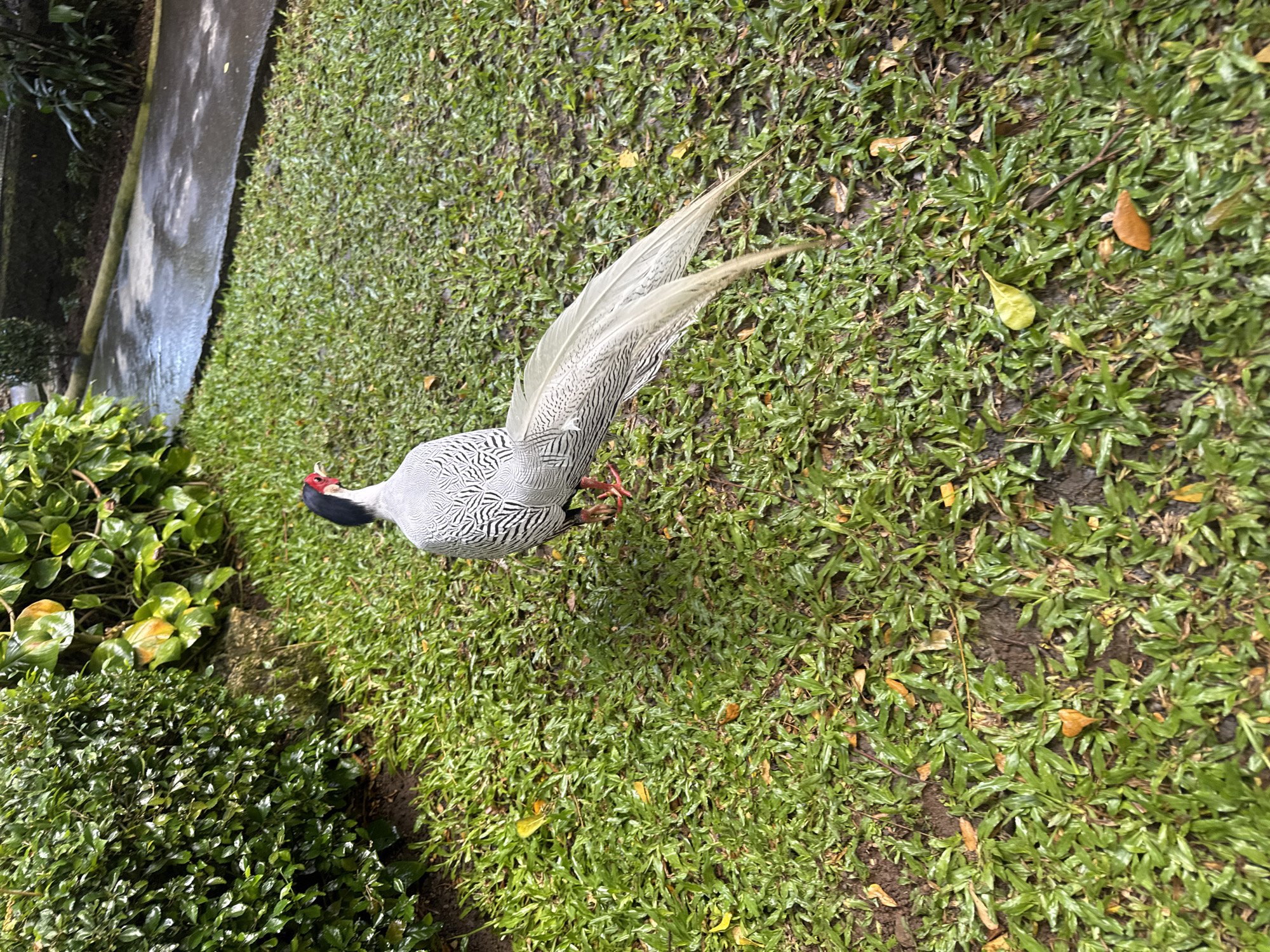 An adult male Silver Pheasant stands on a wet, green lawn in Sukawati, Indonesia. The bird is facing away from the camera, towards the right of the frame, with its long, white tail feathers spread out. Its body is predominantly white with black markings, and it has a red wattle on its face and a black crest. The surrounding environment consists of lush green grass, some scattered fallen leaves, and a stone wall or border on the left side of the frame, leading to a paved walkway in the background. The ground appears damp, suggesting recent rain.
