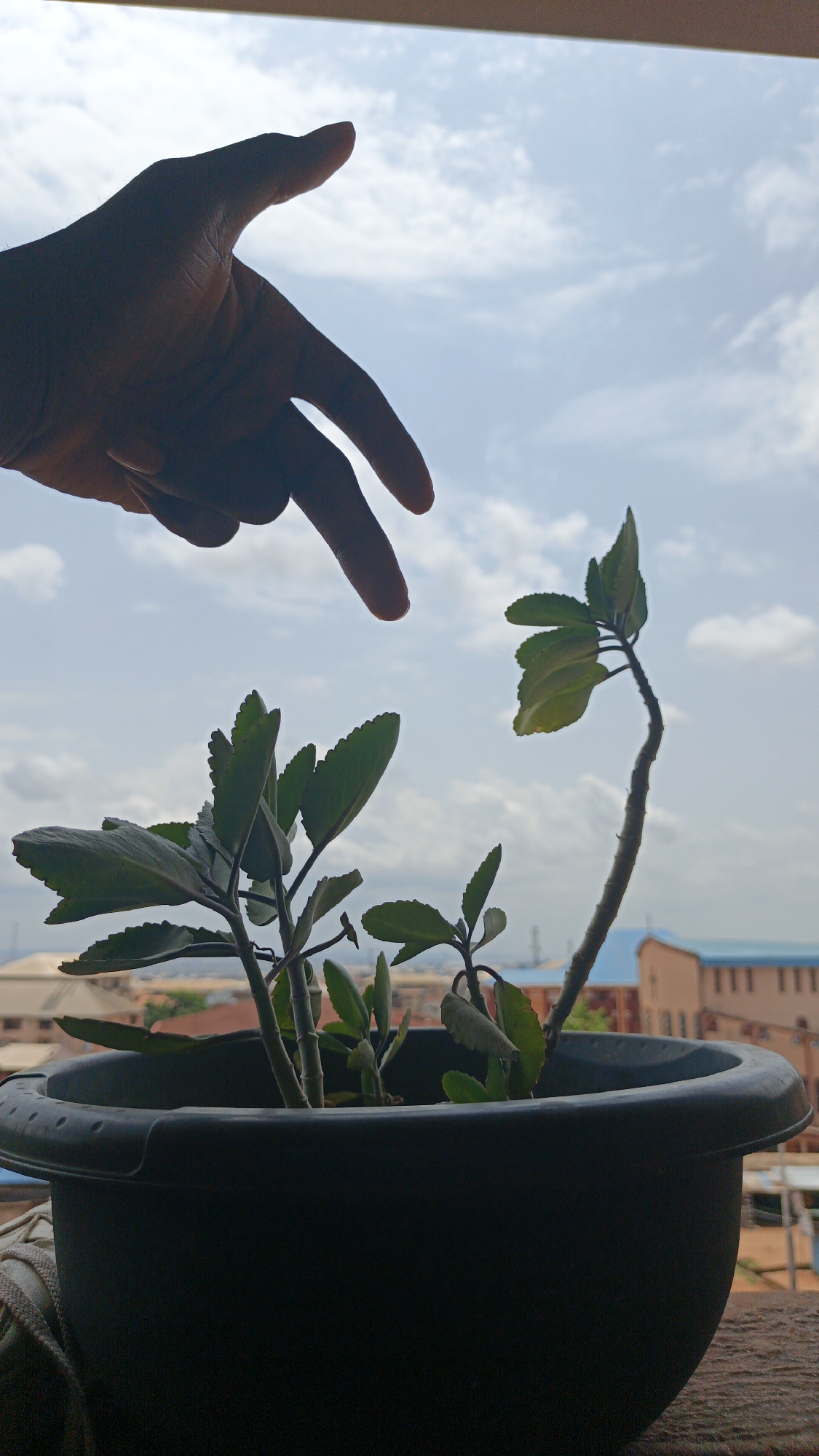 A silhouetted hand reaches towards a potted Kalanchoe pinnata plant, set against a cloudy sky. In the background, the cityscape of Onitsha, Nigeria, is visible, featuring residential buildings and various structures. The pot containing the plant is black and placed indoors, near a window. The hand is positioned above the plant.