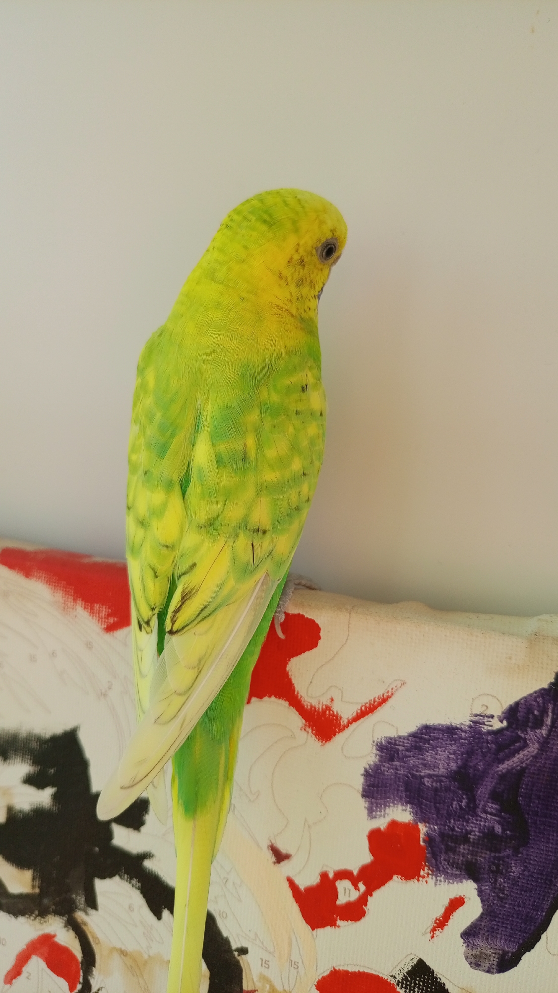 A green and yellow budgerigar is perched on a surface with paint, against a white background. The surface appears to be a paint-by-numbers canvas. The paint colors include red, purple, and black. The location is not discernible from the image.