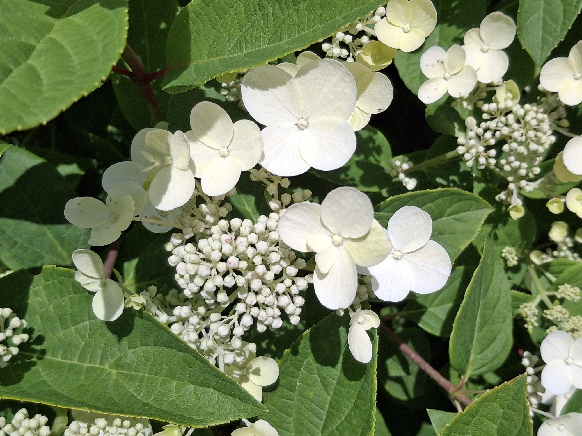 This media file depicts a close-up view of a flowering plant, likely a hydrangea. The foreground is dominated by large, vibrant green leaves, some with serrated edges, providing a lush backdrop. Interspersed among the leaves are numerous delicate white flowers. These flowers vary in size and form; some are fully bloomed with four distinct petals, while others appear as clusters of small, unopened buds. The petals of the larger flowers are white, with some showing subtle hints of pale yellow or green, and exhibit delicate veining.
The lighting suggests it is daytime, with sunlight casting distinct shadows on the leaves and flowers, highlighting their textures and forms. The overall scene is natural and appears to be outdoors. There are no people, text, or specific architectural elements visible that would pinpoint a precise location beyond a general garden or natural setting. The image conveys a sense of natural beauty and the vibrancy of plant life. Given the location context of Ogre, Latvia, it's plausible this photograph was taken in a garden or park within that region during the flowering season.