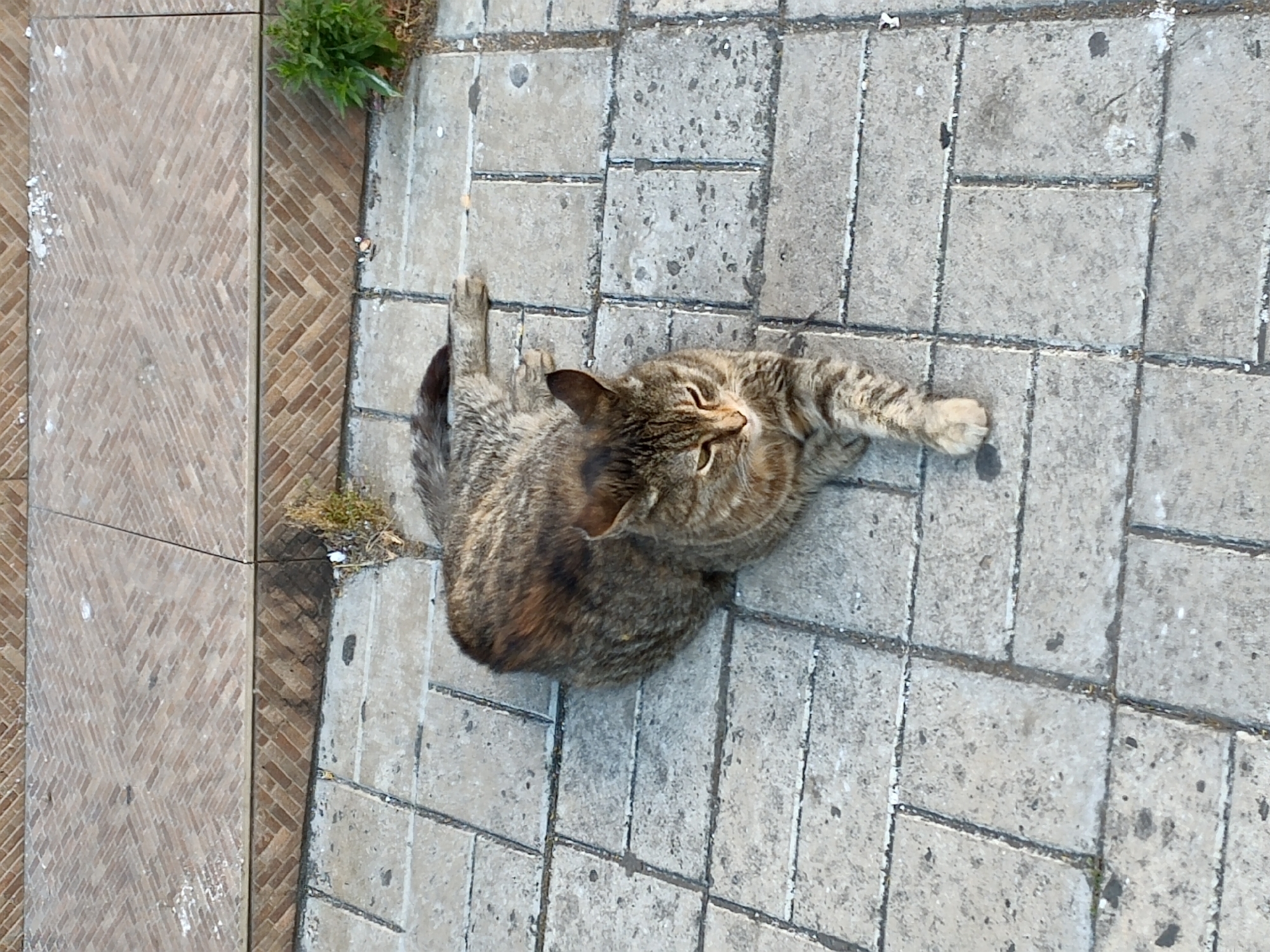 A domestic cat with tabby markings is lying on a paved walkway, viewed from directly above. The cat is in the center of the frame, its body stretched out with its head turned to the side, looking upwards. Its paws are extended, with one foreleg reaching out towards the right side of the image. The cat's fur is a mix of brown, grey, and black stripes.
The walkway is made of rectangular grey concrete pavers. To the left of the cat, there is a section of paving with a herringbone pattern, made of reddish-brown bricks. There are small patches of green vegetation growing in the gaps between some of the pavers and a small clump of grass is visible in the upper left corner of the image.
The scene appears to be outdoors during the daytime, with natural lighting. The overall impression is one of a peaceful, everyday moment captured from a high vantage point. There is no visible text in the image.