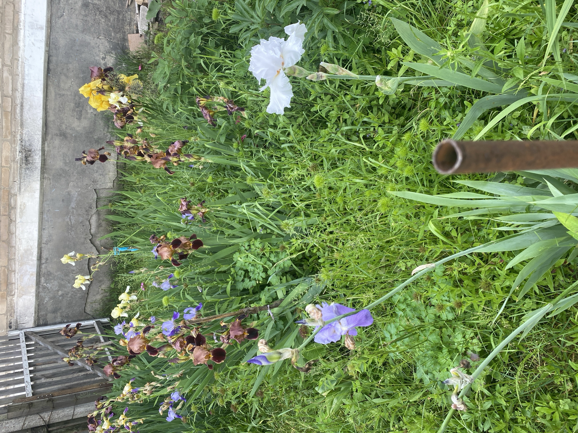 The image displays an outdoor scene in Ihnatpil, Ukraine, featuring a dense garden or overgrown yard primarily populated by various types of blooming irises and lush green foliage. The scene is presented under natural daylight.
In the foreground, a rusty, hollow, cylindrical metal pipe, approximately 5-7 cm in diameter, stands vertically on the right side, out of focus. A single light purple iris is open on the left, with an unopened bud above it. To the right, a prominent white iris with ruffled petals is in full bloom, accompanied by several green buds on its stalk. The ground is covered with a variety of green grasses and low-lying plants, some exhibiting small, spherical, spiky seed heads.
The midground is dominated by a dense array of irises in various stages of bloom and decay. Flower colors include deep reddish-brown/maroon, vibrant yellow, light purple/blue, and white. Numerous iris plants show healthy, sword-shaped green leaves. The density of the vegetation suggests a rich but possibly untended growth.
In the background, on the left, a weathered wooden fence or gate composed of vertical planks is visible. Adjacent to it and extending across the background is a gray concrete wall, approximately 1-1.5 meters high, displaying texture and signs of age. Above the concrete wall, a section of a light-colored brick wall with visible mortar lines is present. A lighter, horizontal band runs along the top of the concrete wall. Minimal debris and dry plant matter are scattered at the base of the concrete wall. No people or animals are present in the scene.