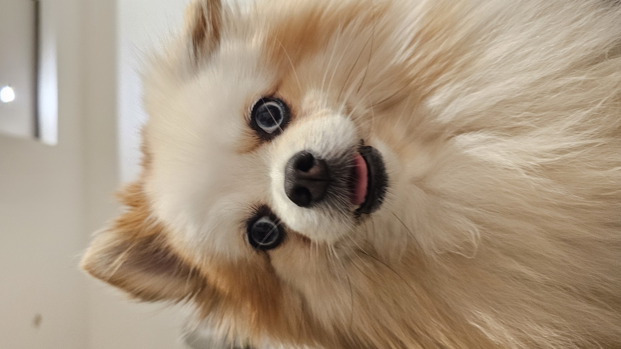A close-up vertical shot shows a Pomeranian dog with light brown and white fur. The dog is looking directly at the camera with its mouth slightly open, its pink tongue visible. The background is a neutral, out-of-focus interior, possibly a home or hotel room, with a ceiling light fixture visible. The image does not provide any specific information about the location in Baan Chaweng, Thailand.