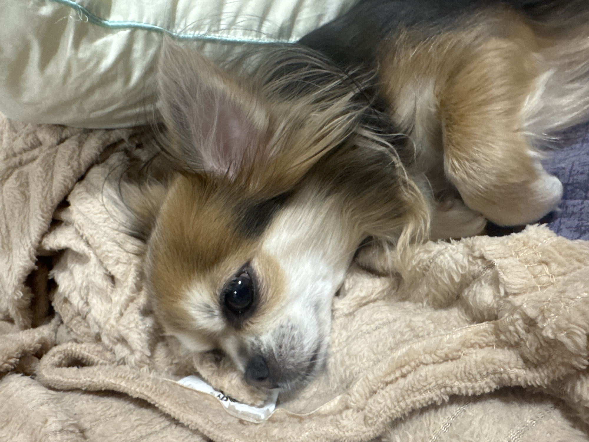 A small, long-haired chihuahua mix dog with tan and black fur rests on a soft, beige, plush blanket. The dog's head is turned to the left, with its large dark eyes visible. A portion of its left ear is visible, and its front paw is resting in front of it. The dog is positioned in what appears to be a domestic setting, possibly a bed or sofa, with a light-colored, possibly cream, quilted pillow visible to the right of the dog. There are no identifiable landmarks or elements within the image that suggest a specific location in Saint Petersburg, Russia.