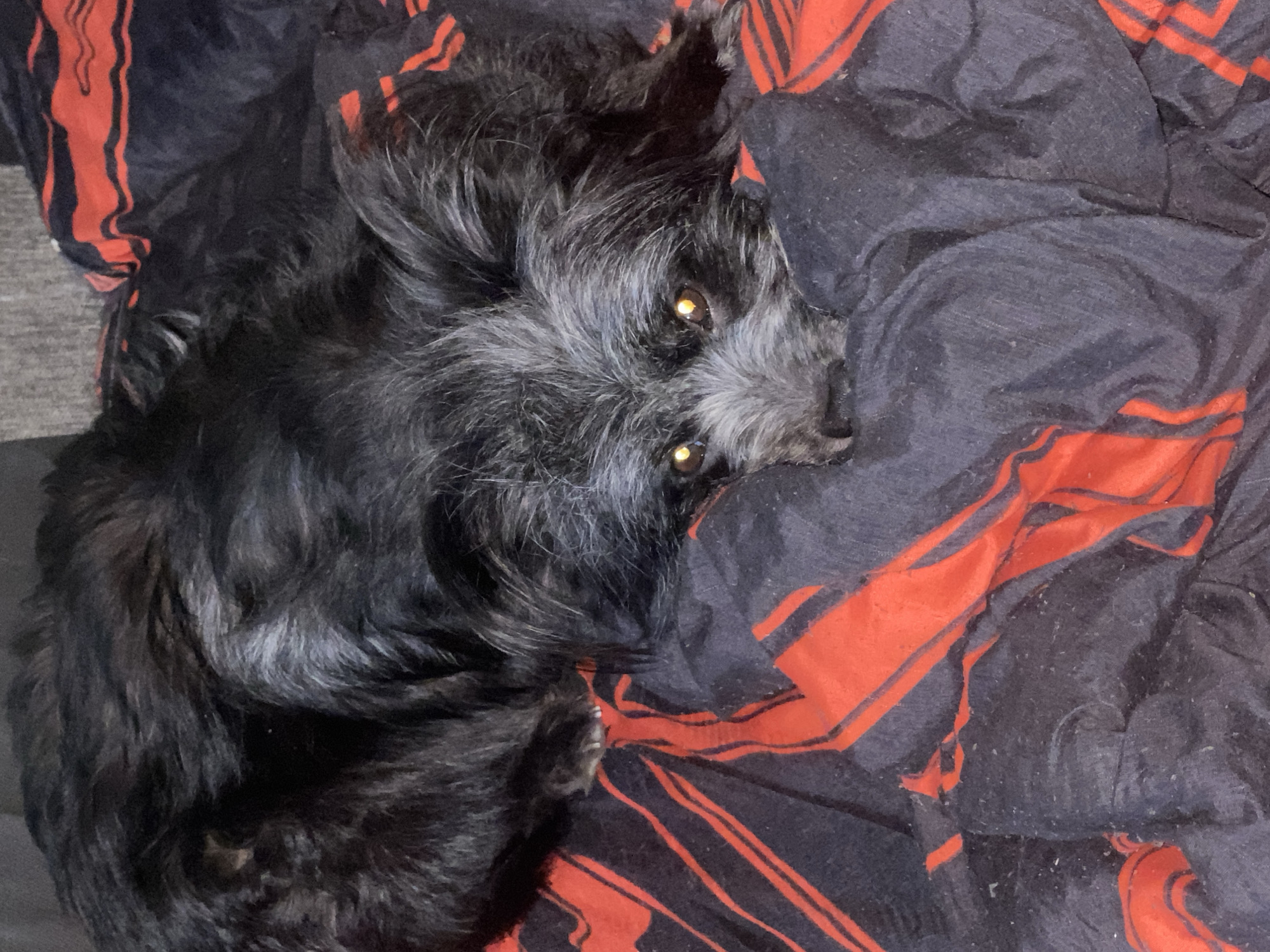 A medium-sized, black and gray dog with bright, alert eyes is resting on a dark blanket with red abstract patterns. The dog's face is partially obscured by its fur, but its nose and mouth are visible, tucked into the blanket. The dog appears relaxed and comfortable, with its body spread out on the soft surface. The lighting suggests an indoor setting, possibly a bedroom or living room. There is no discernible urban context or specific location in Samara, Russia.