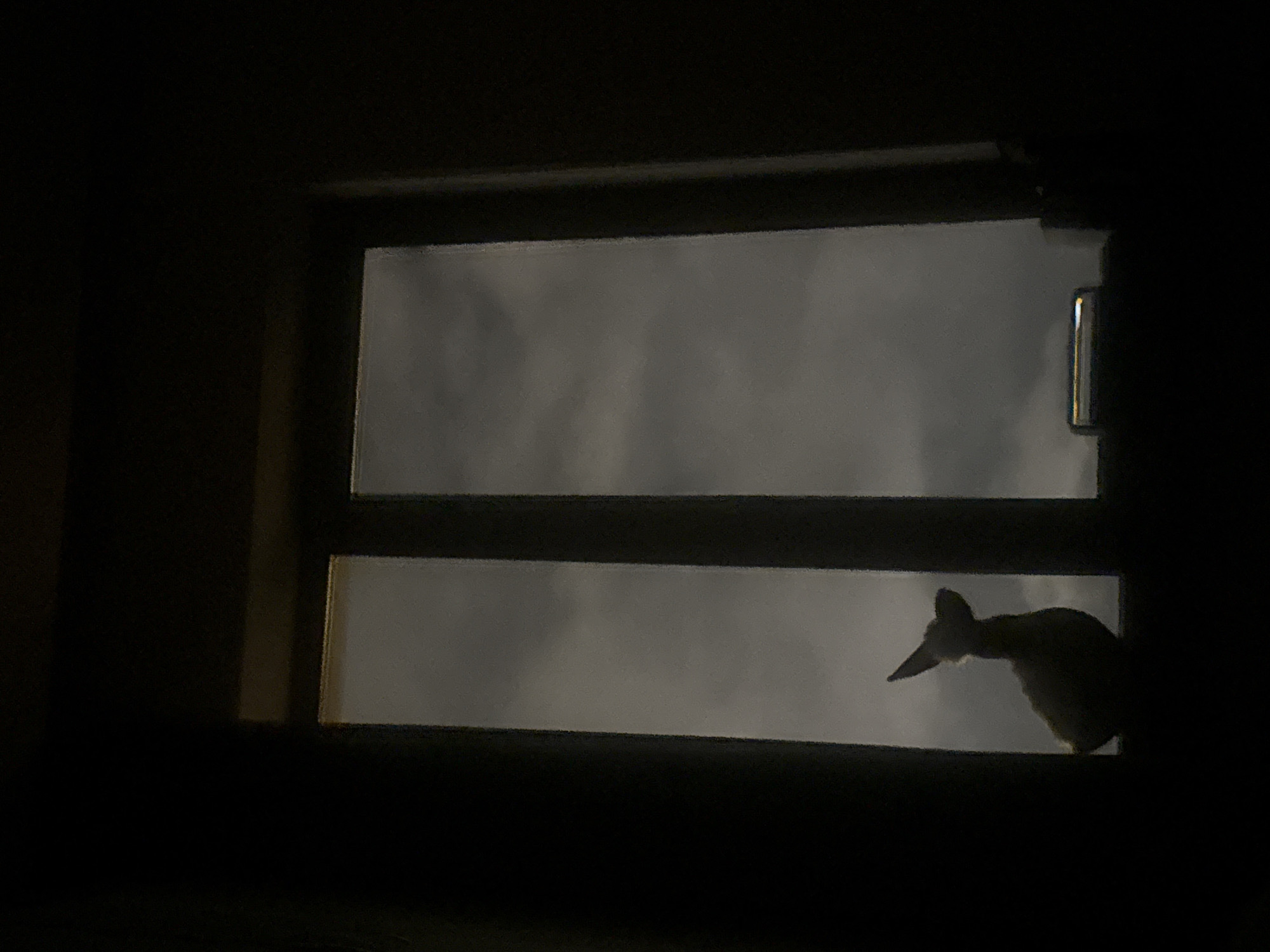 The image presents a dark interior view looking out a window in Yerevan, Armenia. The window frame is dark and prominent, dividing the external view into two horizontal panes. The room itself is almost completely dark, contrasting with the dim, diffuse light visible through the window. The sky outside appears heavily overcast, possibly foggy or cloudy, casting a soft, grey illumination.
In the lower right pane of the window, the distinct silhouette of an animal is visible. The animal has pointed ears and a tapered snout, resembling a fox or a similar canine, and appears to be looking either into or out of the window. Its head and upper body are framed by the window opening, creating a mysterious focal point against the muted backdrop. On the far right edge of the upper window pane, a vertical, reflective object, possibly a window handle or latch, is discernible. The overall impression is one of nighttime or very early morning due due to the darkness of the room and the quality of the light outside. There is no visible text in the image.