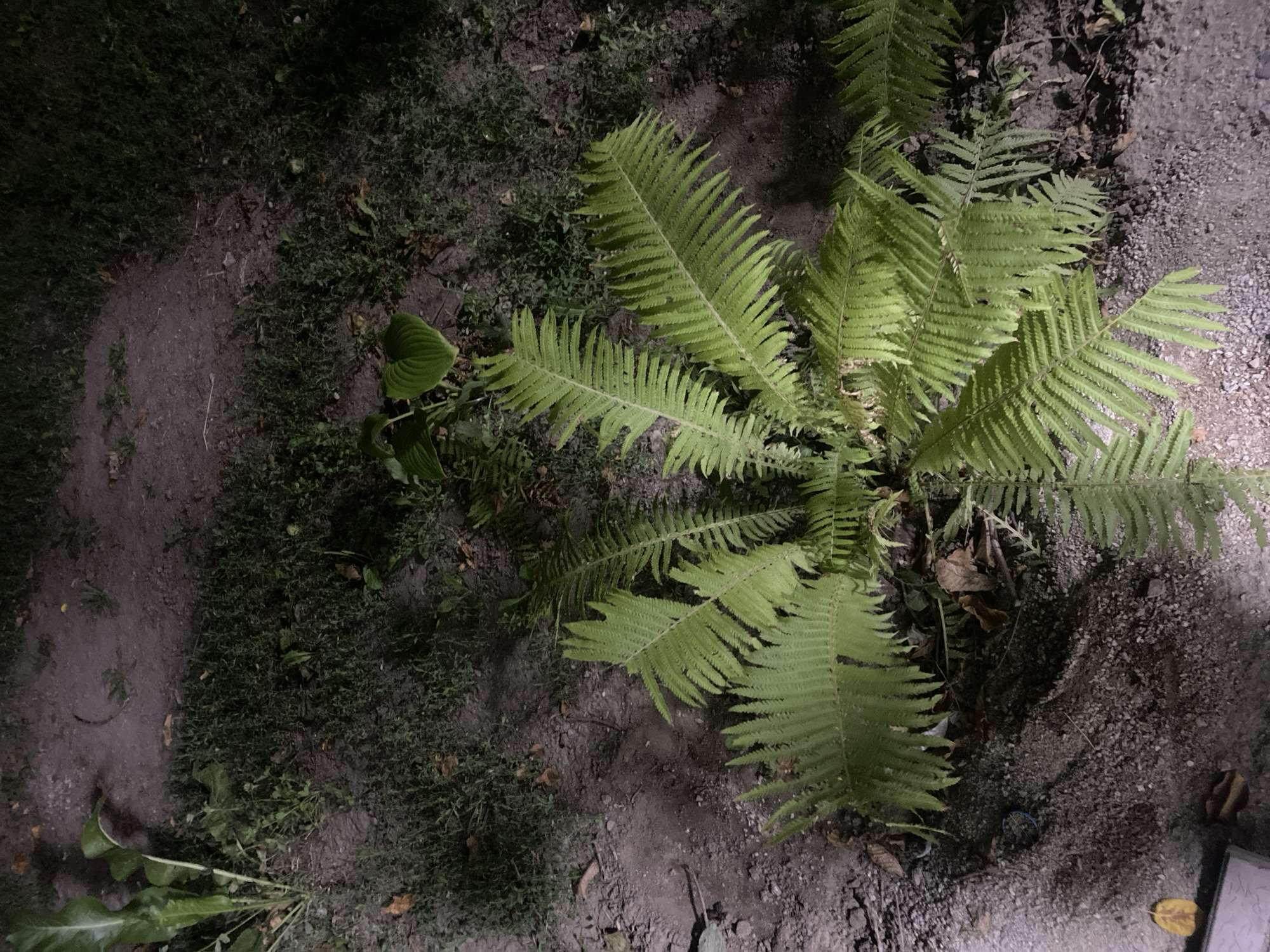 The image displays a close-up, overhead view of a fern plant in an outdoor setting. The fern is green and leafy, with fronds spreading outwards. The ground around the fern appears to be a mixture of soil and gravel, with some dry leaves and debris scattered about. There is also a patch of green grass in the background. The lighting suggests it is nighttime or a dimly lit area. There are no people or animals visible in the image. The location is identified as Қырғауылды, Kazakhstan, though the image itself provides no visual cues to confirm this specific location.