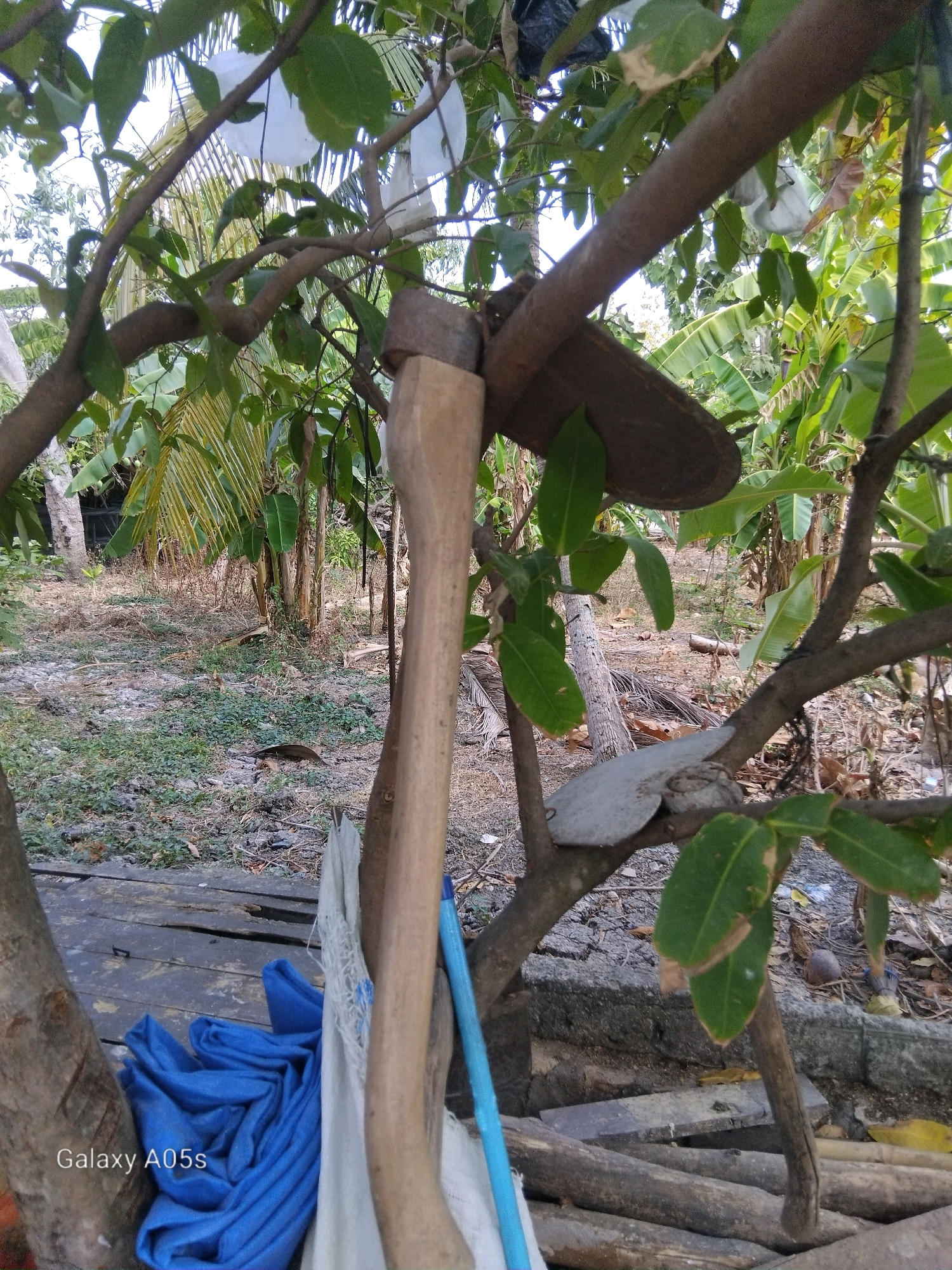 The image shows a close-up of gardening tools, specifically a hoe, leaning against a tree branch in an outdoor environment. The hoe has a wooden handle and a metal blade. The background suggests a rural or semi-rural setting with lush green vegetation, including banana trees and palm fronds, indicating a tropical climate. The ground appears to be dirt and overgrown with plants. There is also some blue fabric and white material in the foreground, possibly tarpaulins or other gardening accessories. The overall scene depicts an area used for gardening or farming, with tools at rest. The location is identified as Karangayung, Indonesia.