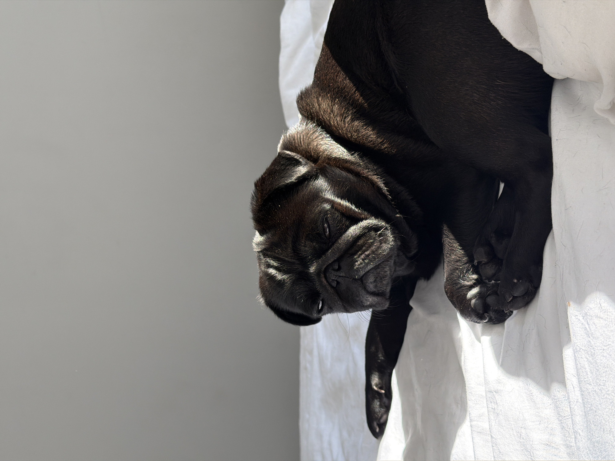 A black pug dog is lying on a white, rumpled surface that appears to be a bed. The dog is positioned in the foreground, with its head turned towards the viewer and its eyes partially closed, giving it a sleepy or unimpressed expression. Sunlight is casting strong shadows across the dog's face and body, highlighting its fur and the texture of the bedding. The background is a plain, light gray wall. The image is well-lit, with the sun creating a dramatic contrast between light and shadow. The scene is indoors, likely in a domestic setting. There is no indication of Sirius, Russia, in the image.