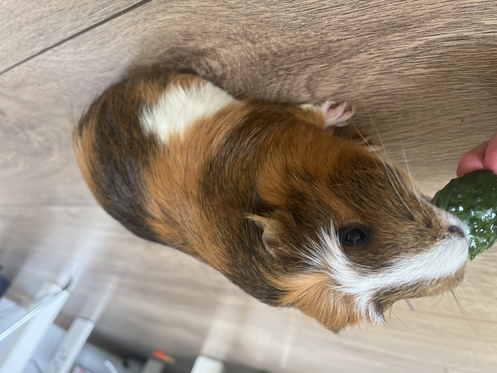 A guinea pig is eating a piece of cucumber. The guinea pig has brown, black, and white fur. It is on a wooden floor. A person's hand is holding the cucumber. The image is a close-up shot.