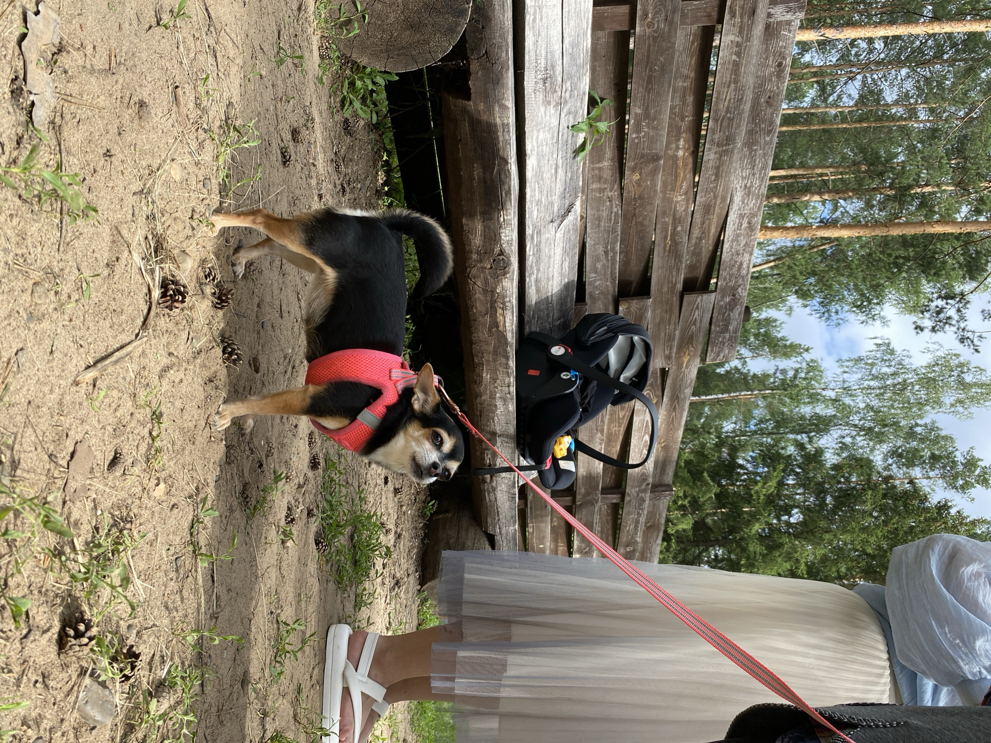 A small black and tan Chihuahua, wearing a bright pink harness, is on a leash with a red and white striped strap. The dog is lying down on a sandy path next to a rustic wooden fence. Pinecones and green sprouts are scattered on the ground. Behind the dog and fence, a backpack is visible. A person's legs, wearing white sandals and a long, sheer, light-colored skirt, are in the foreground, suggesting the dog is being walked. In the background, tall pine trees reach towards a cloudy sky, indicating an outdoor setting in a wooded area. The image appears to be taken during the daytime, with natural lighting.