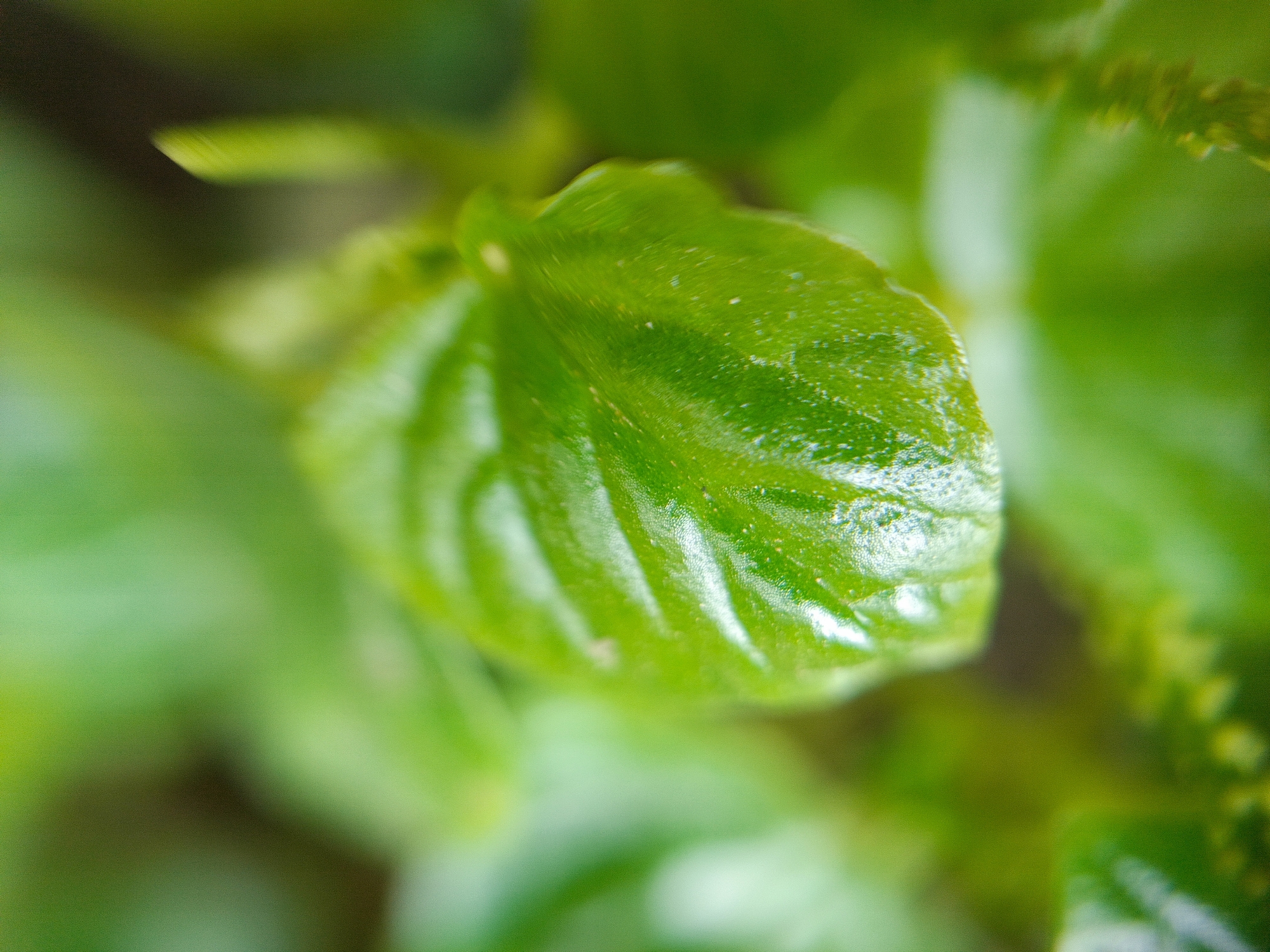 This is an extreme close-up, macro photograph of a bright green leaf. The leaf has a slightly glossy surface with visible veins and textured details. The surrounding foliage is out of focus, creating a bokeh effect that emphasizes the sharp details of the main leaf. The lighting highlights the natural textures and vibrant green color of the plant. There are no people or man-made objects visible in the image. The image is a detail of nature and does not depict any specific location within Margajaya, Indonesia or any other city.