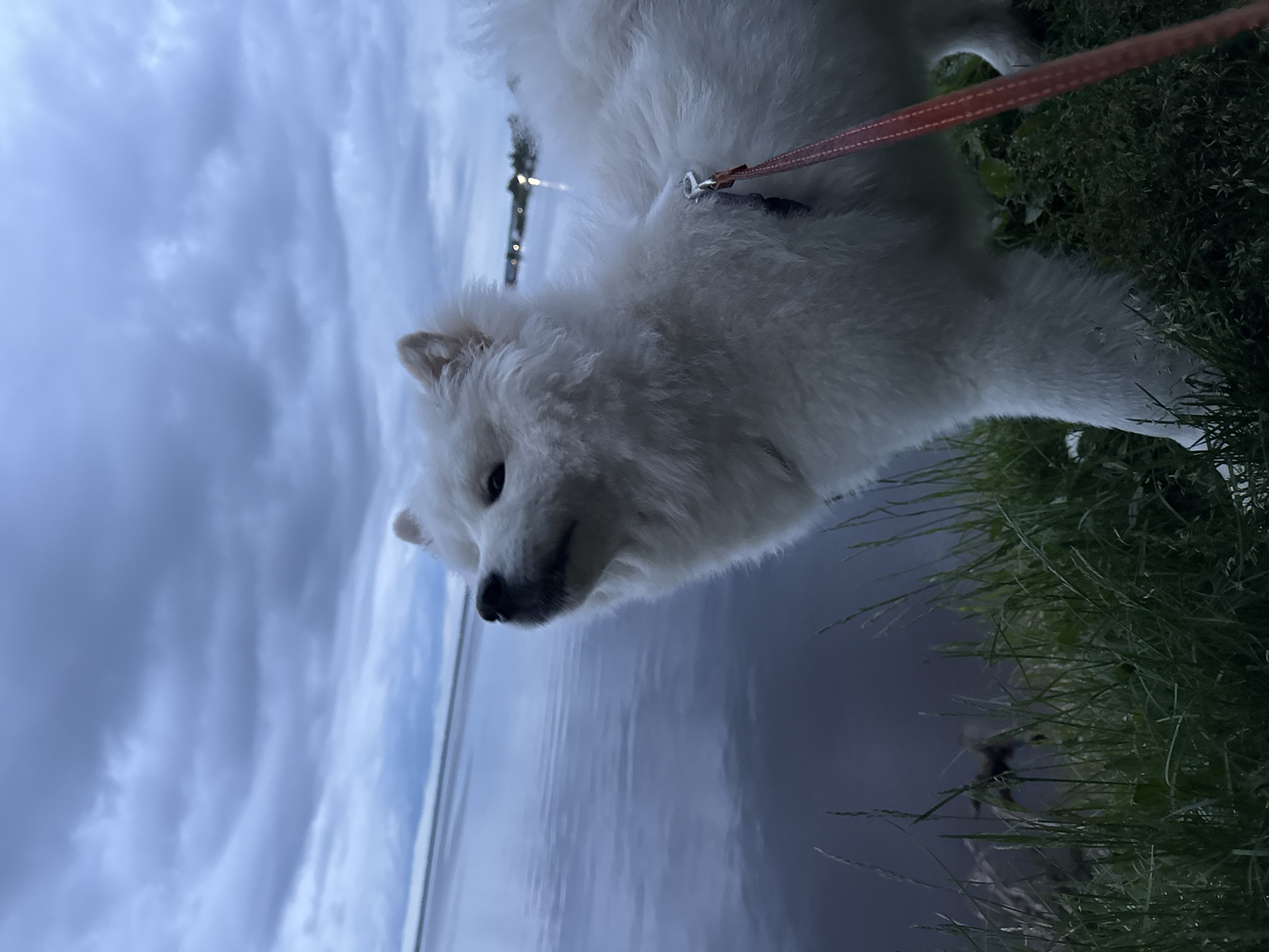A fluffy white Samoyed dog is on a leash, standing near the edge of a body of water, possibly the Kama River, in Chaikovsky, Russia. The dog is facing the water with a patch of green grass to its right. The sky is overcast with a light blue hue. The body of water is calm with reflections, possibly suggesting the image was taken at dusk or dawn. A line of lights are on the opposite side of the body of water.