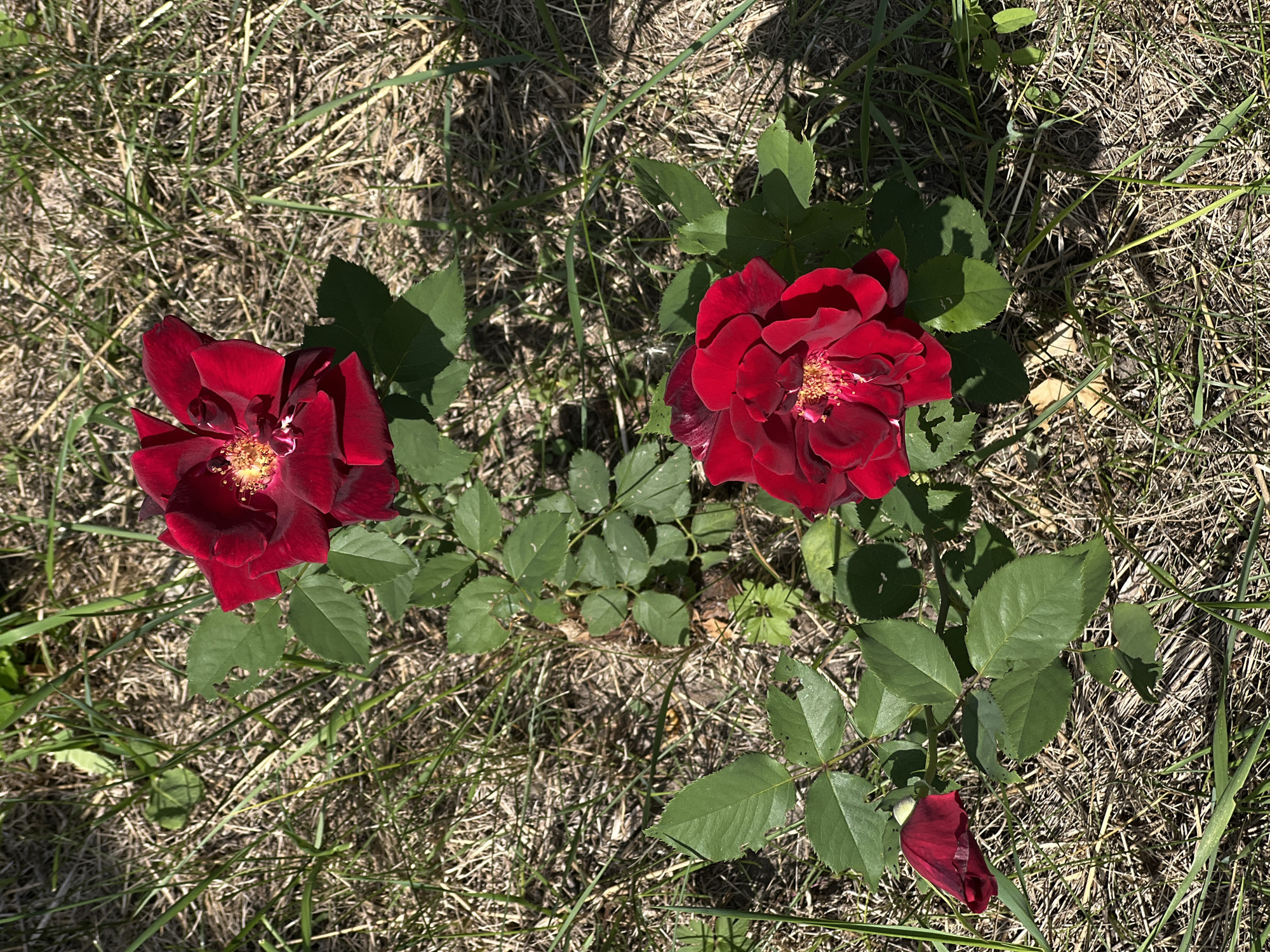 A high-angle medium shot captures two vibrant red roses blooming on a stem against a backdrop of dry grass and green foliage. The roses, with their ruffled petals and golden centers, are the clear focal point. One rose is positioned in the upper half of the frame, while the other is lower and slightly to the right. A single unopened rosebud rests to the left of the lower rose. The surrounding environment appears somewhat parched, with dry, straw-like grass and sparse green shoots. The lighting suggests a sunny day, casting subtle shadows from the leaves and petals. There are no people or discernible man-made structures in the image.